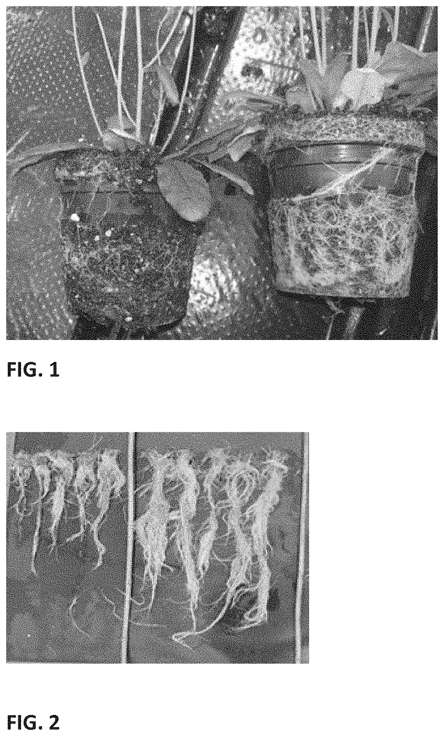 Patent US11771028 — Use of green microalgae to improve plant growth — Figure 1
