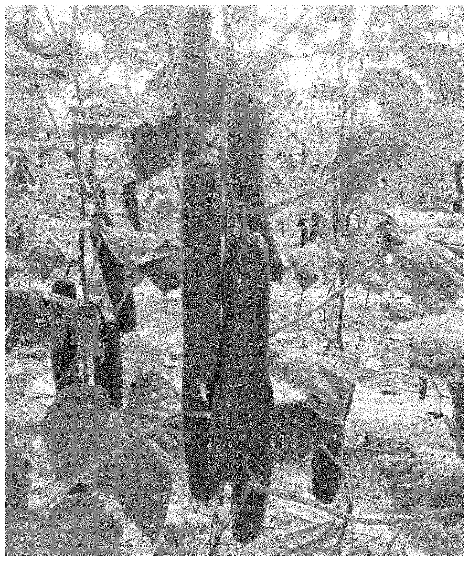 Patent US11771030 — Hybrid cucumber ‘Coatzin’ — Figure 1