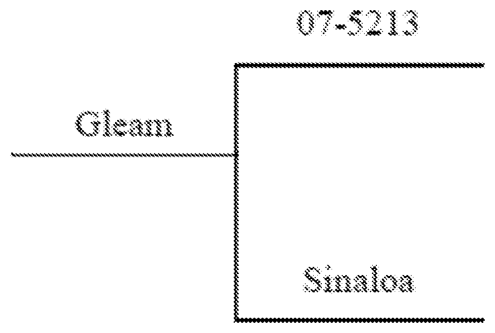 Patent US11771047 — Edible bean line <14455> (GLEAM) — Figure 1