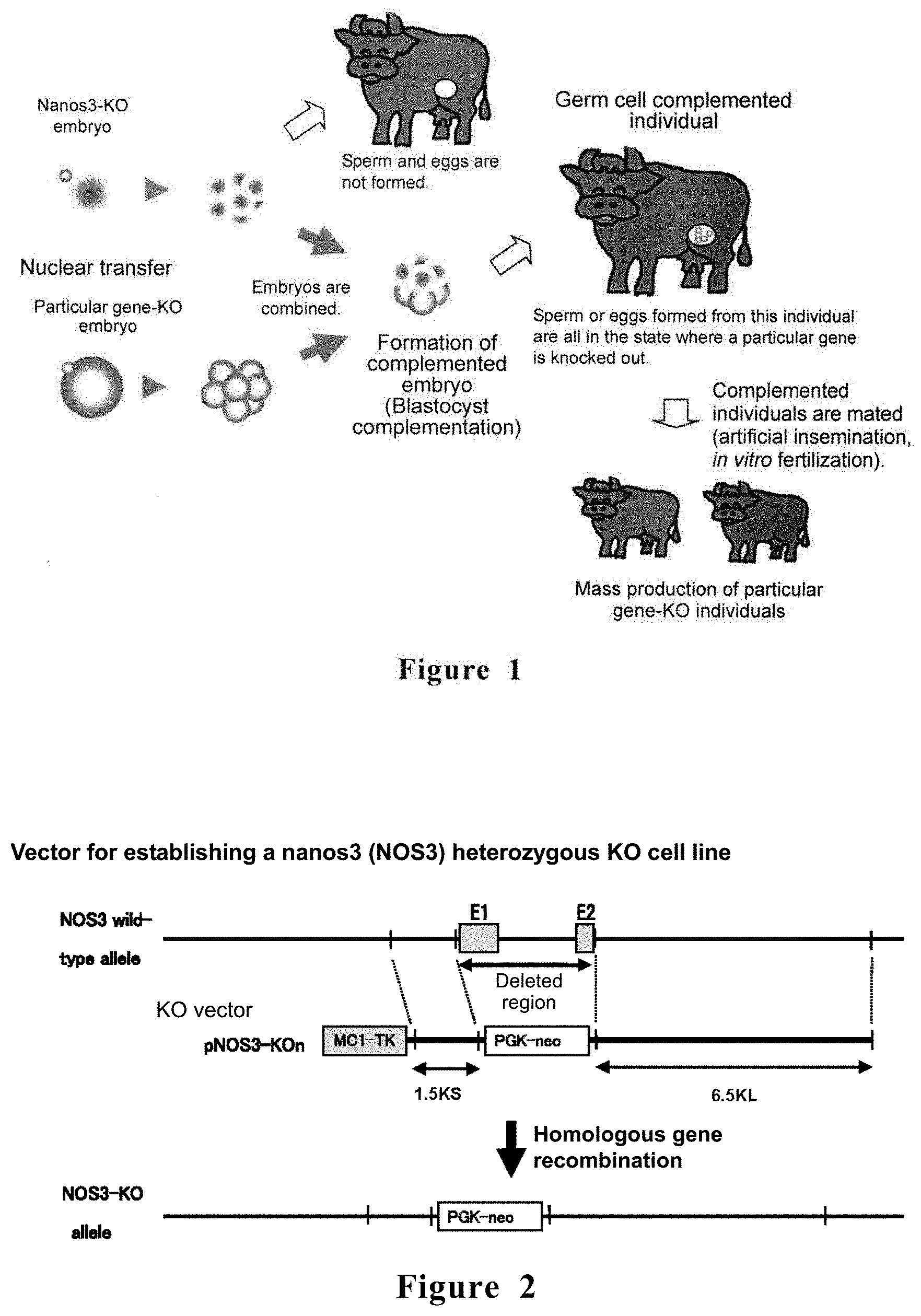 Patent US11771068 Figure 1 – Method for producing non-human large mammal or fish each capable of producing gamete originated from different individual