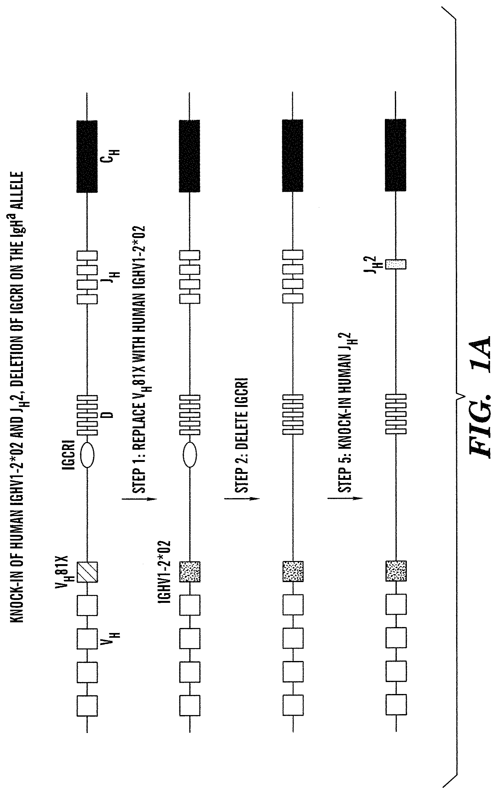Patent US11771069 — High-throughput mouse model for optimizing antibody affinities — Figure 1