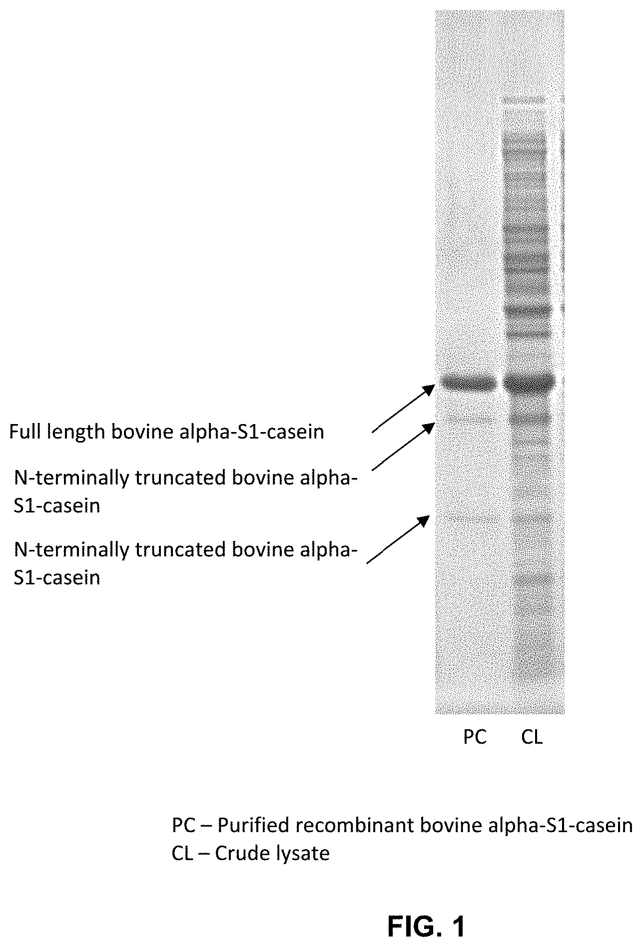 Patent US11771105 — Dairy-like compositions and related methods — Figure 1