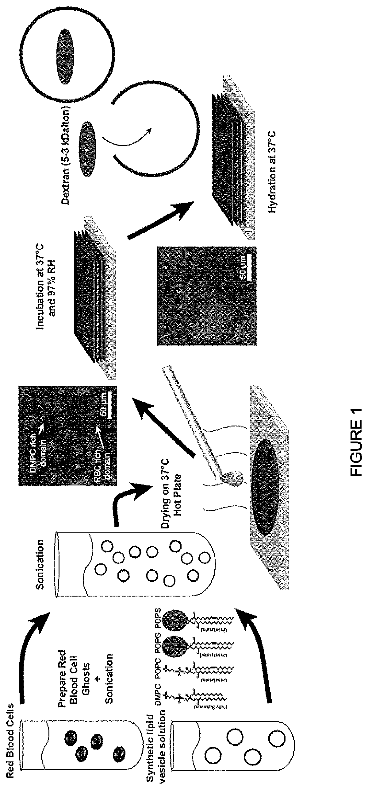 Patent US11771650 — Hybrid biological membranes, methods of making and uses thereof — Figure 1