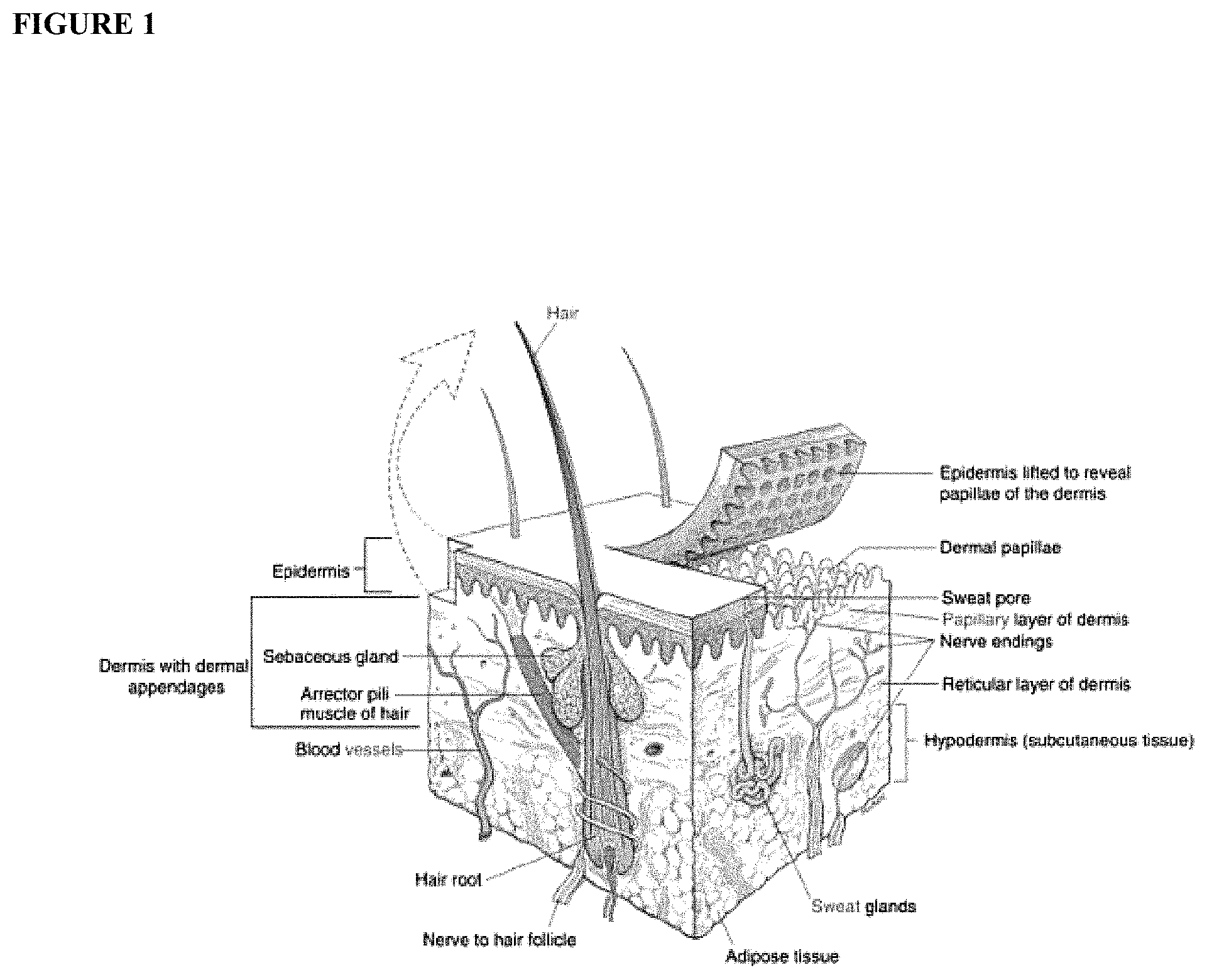 Patent US11771669 — Topical composition and delivery system and its use — Figure 1