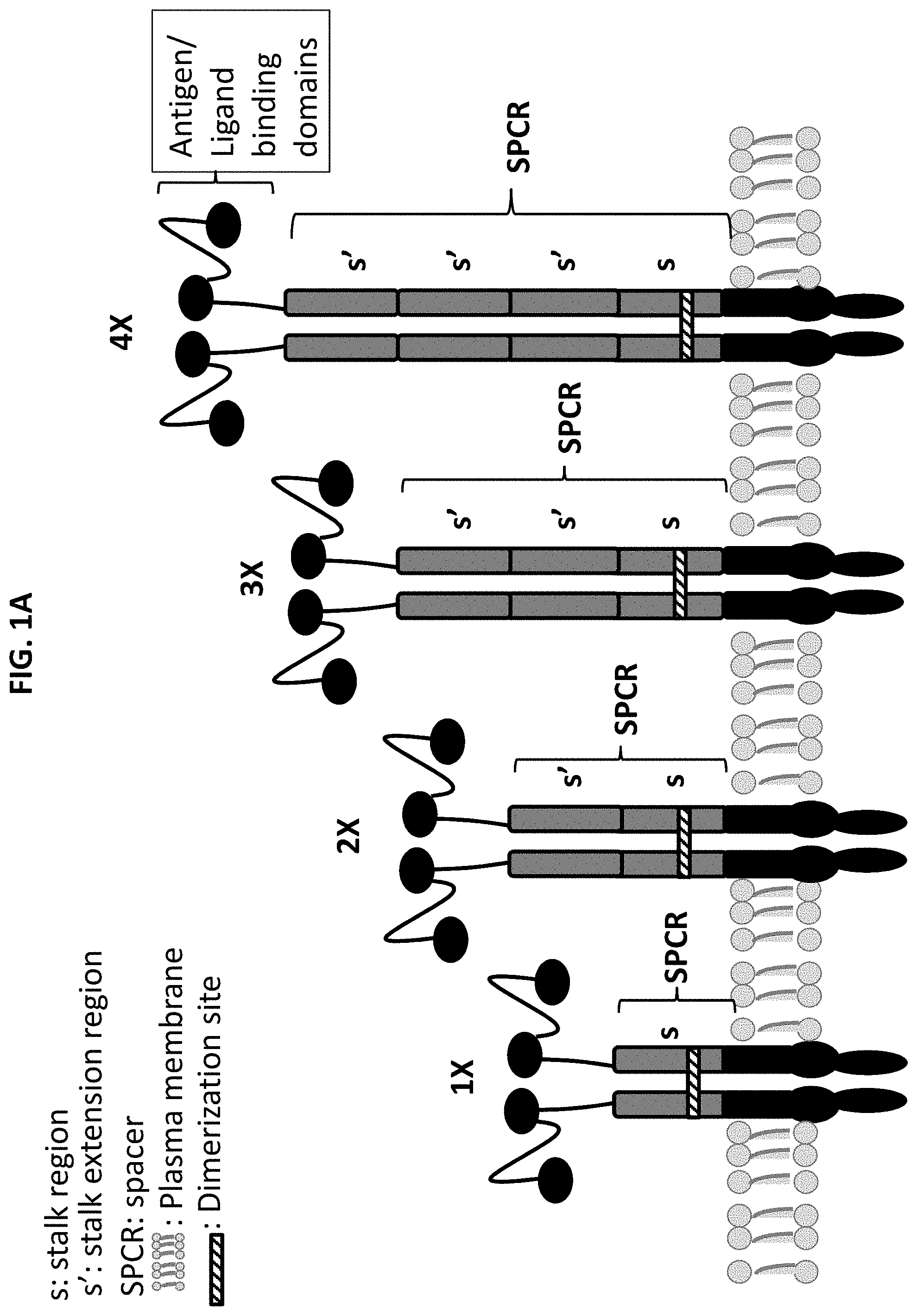 Patent US11771718 — Polypeptide compositions comprising spacers — Figure 1
