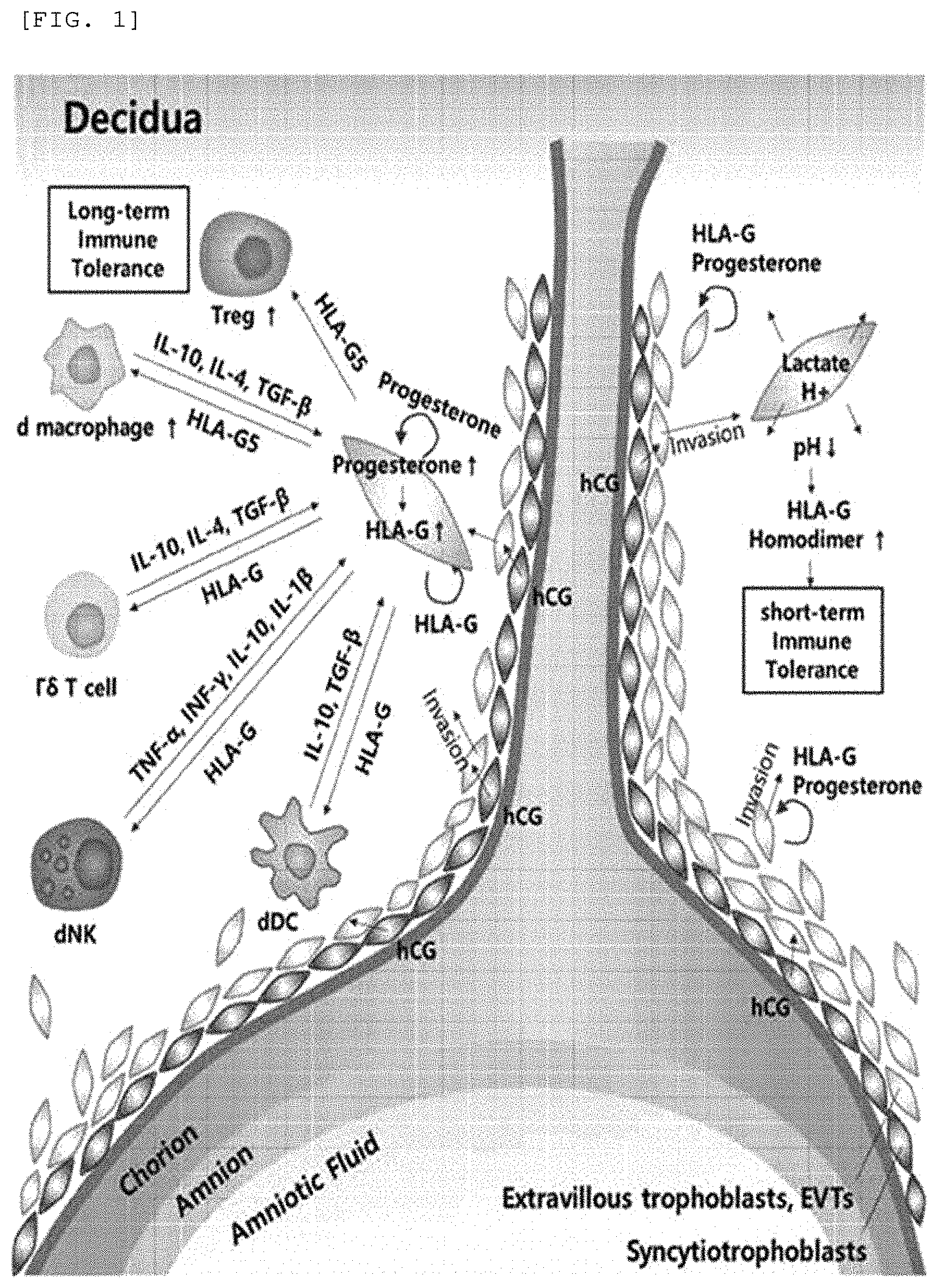 Patent US11771720 — Method for preparing immune-tolerized extracellular vesicle containing lactate dehydrogenase band peroxisome proliferator-activated receptor gamma coactivator 1-alpha, and composition comprising the extracellular vesicle — Figure 1