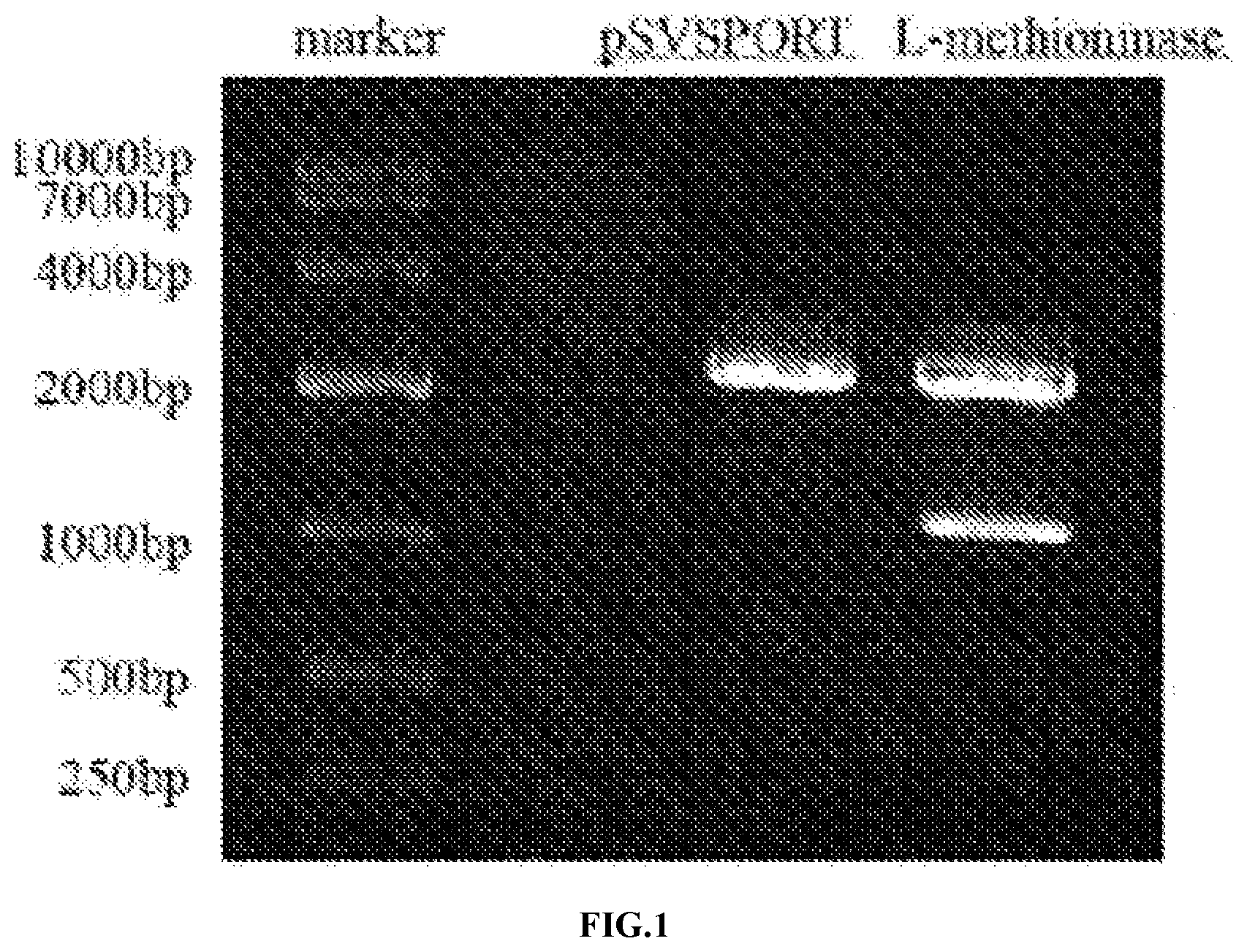 Patent US11771721 — Applications of genetically engineered bacteria VNP20009-M in preparation of drugs for preventing and treating lung cancer — Figure 1