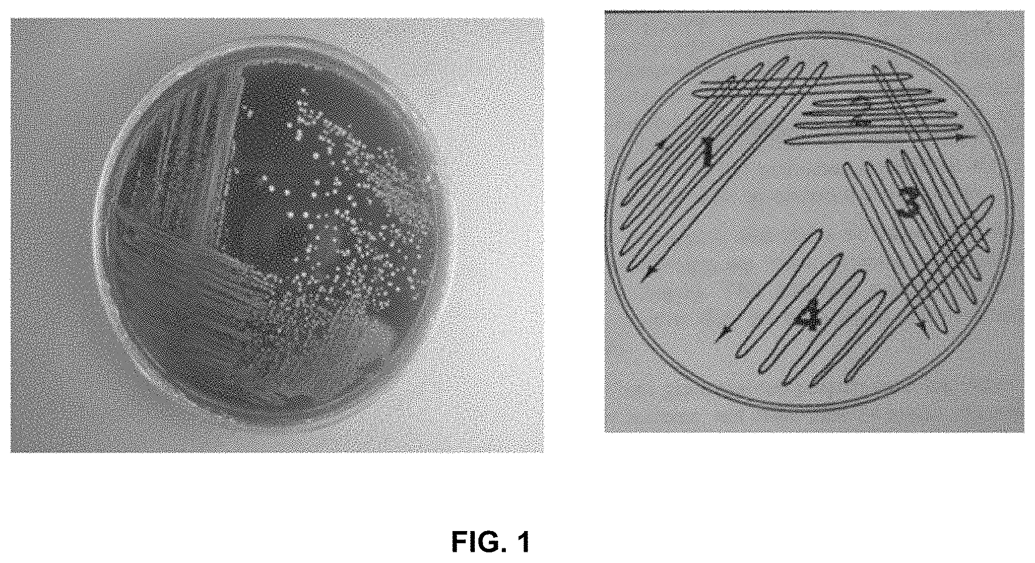 Patent US11771722 — Methods for inhibiting tumor growth using anaerobe microorganisms — Figure 1