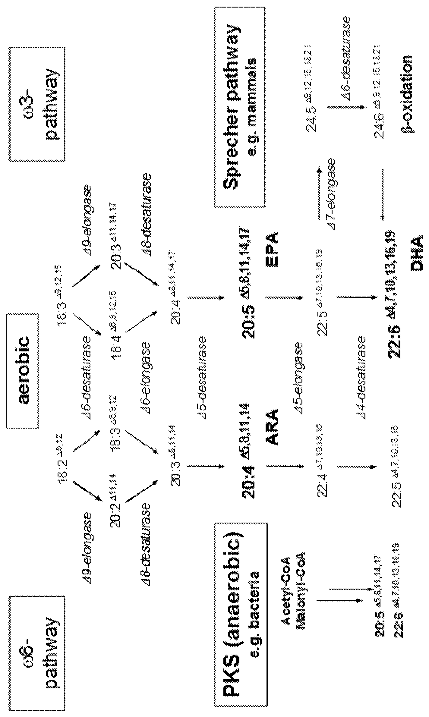 Patent US11771728 — Materials and methods for increasing the tocopherol content in seed oil — Figure 1