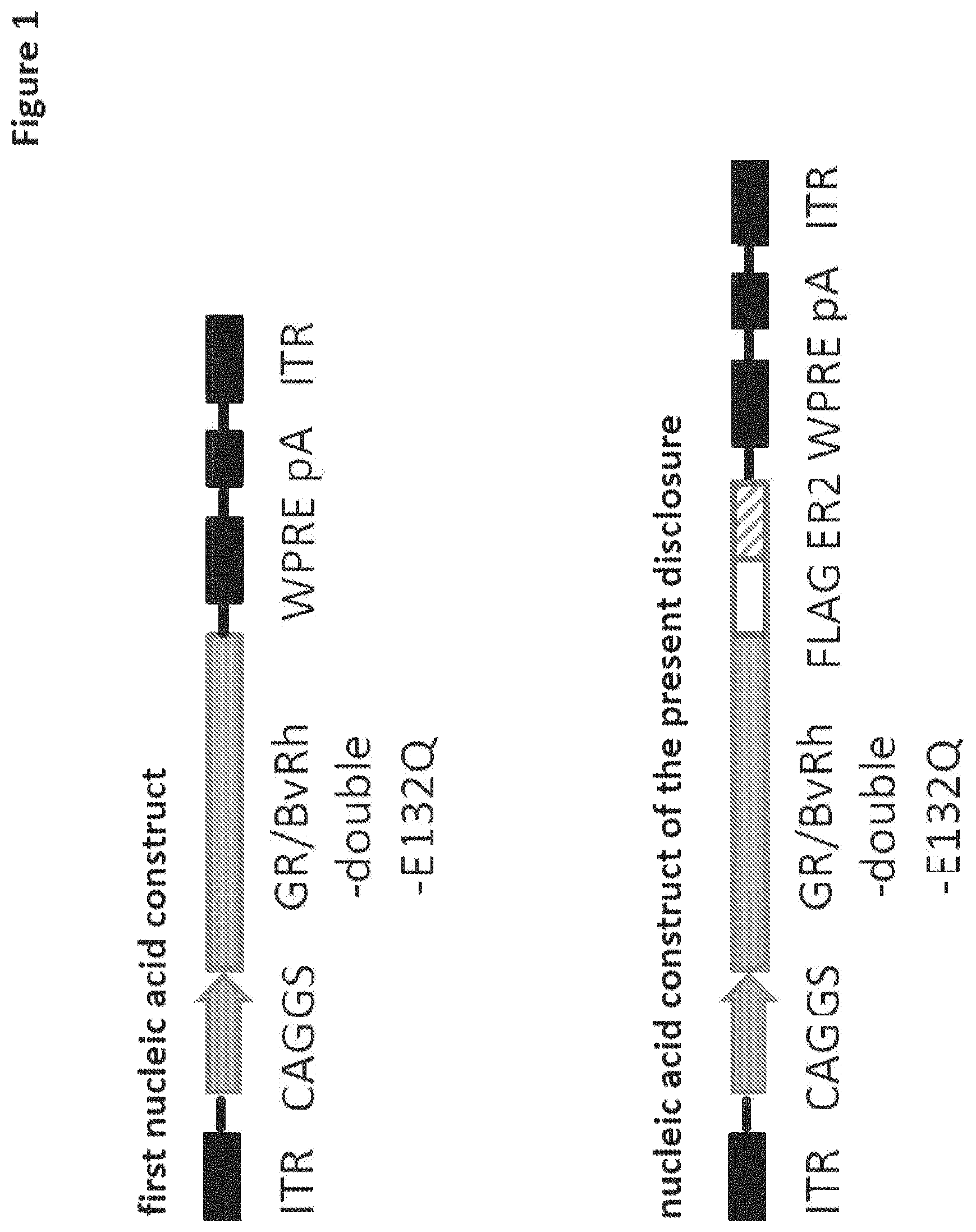 Patent US11771741 — Nucleic acid construct that encodes chimeric rhodopsin — Figure 1