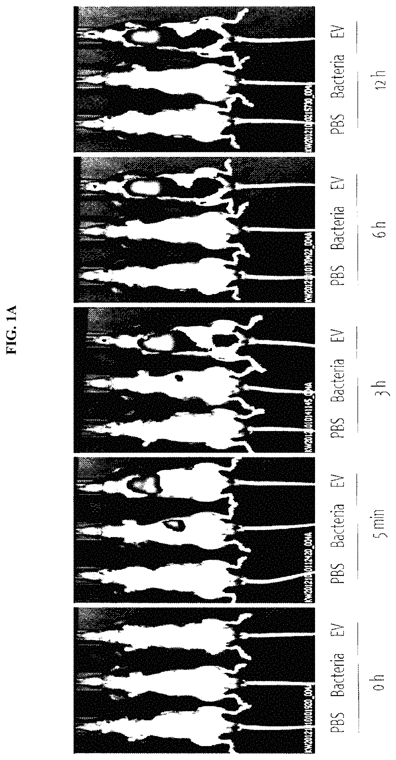 Patent US11771742 — Nano-vesicles derived from genus cupriavidus bacteria and use thereof — Figure 1