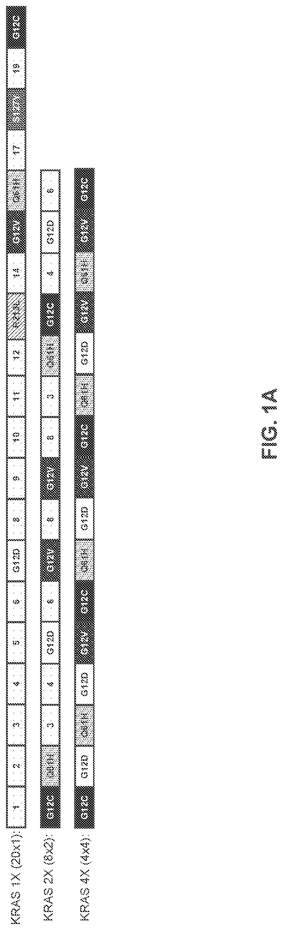 Patent US11771747 Figure 1 – Multiepitope vaccine cassettes