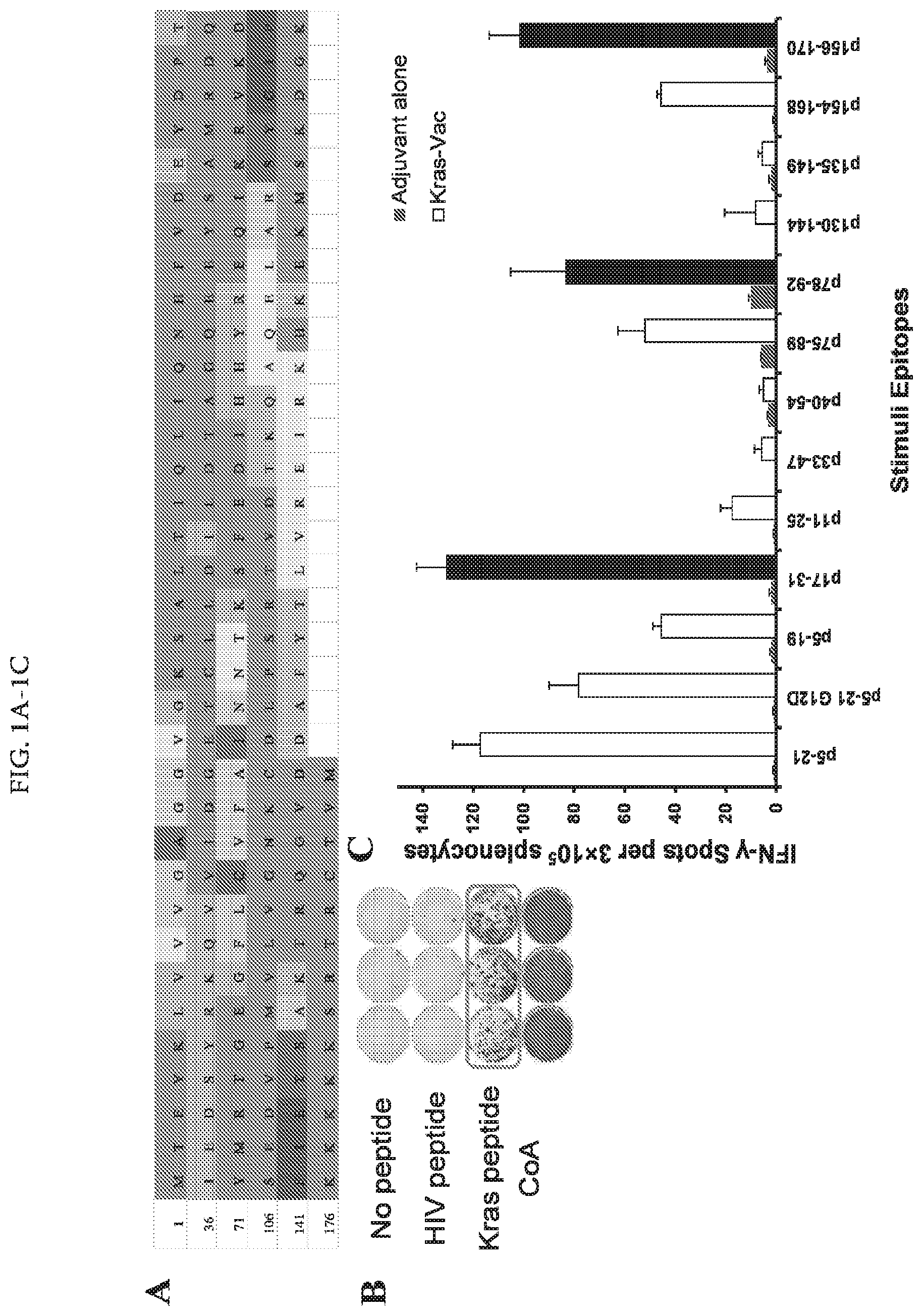 Patent US11771749 — KRAS peptide vaccine compositions and method of use — Figure 1