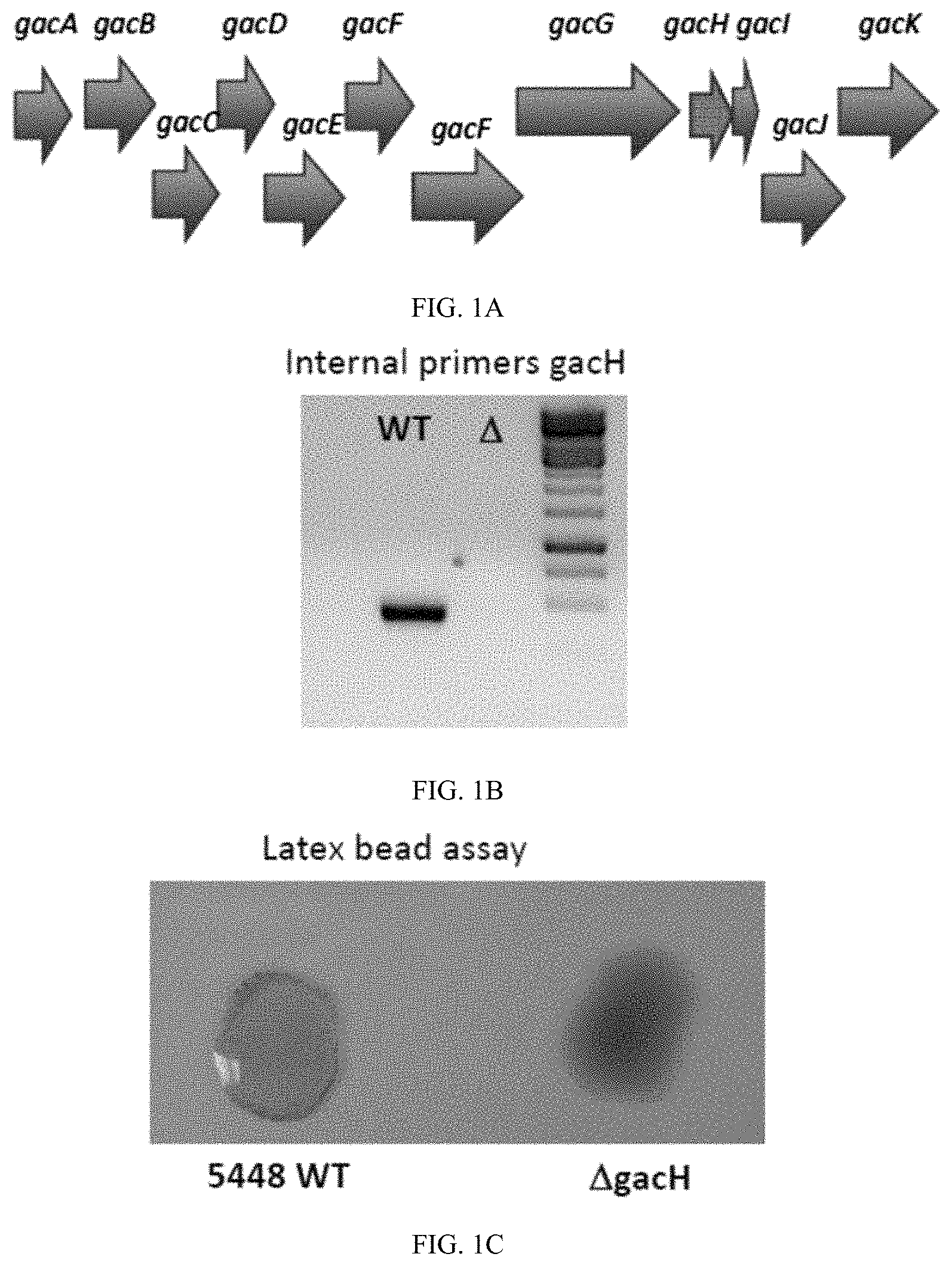 Patent US11771751 Figure 1 – Streptococcal GlcNAc-lacking glycopolypeptides, cell wall carbohydrates, streptococcus vaccines, and methods for making and using them