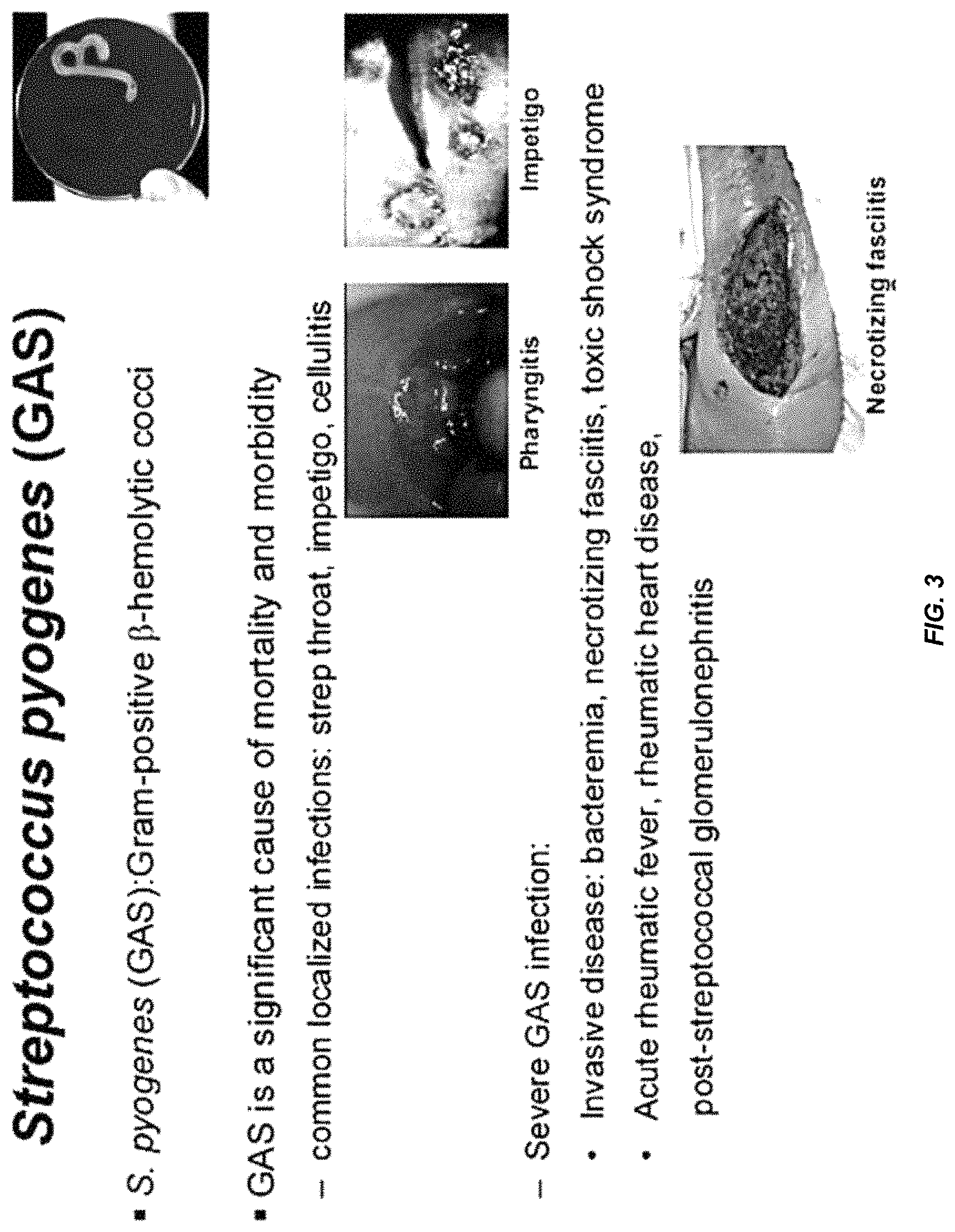 Patent US11771751 Figure 5 – Streptococcal GlcNAc-lacking glycopolypeptides, cell wall carbohydrates, streptococcus vaccines, and methods for making and using them