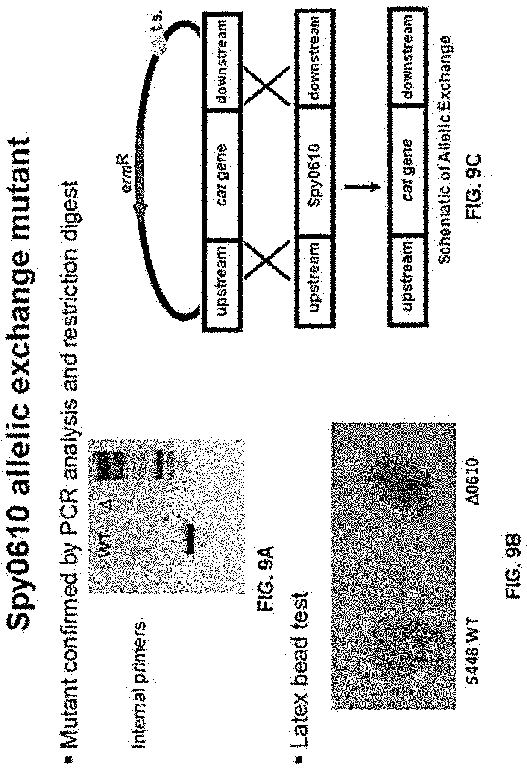 Patent US11771751 Figure 11 – Streptococcal GlcNAc-lacking glycopolypeptides, cell wall carbohydrates, streptococcus vaccines, and methods for making and using them