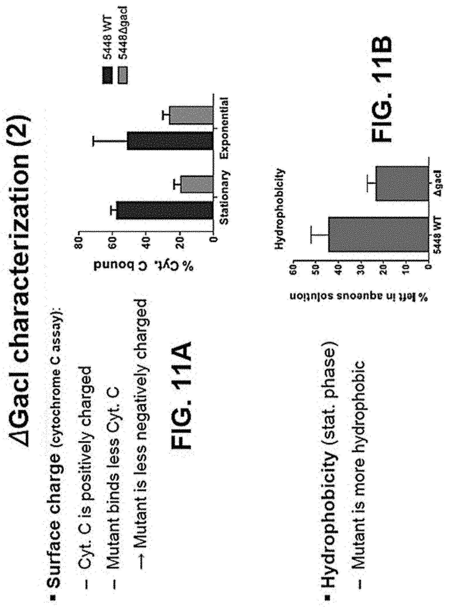 Patent US11771751 Figure 13 – Streptococcal GlcNAc-lacking glycopolypeptides, cell wall carbohydrates, streptococcus vaccines, and methods for making and using them