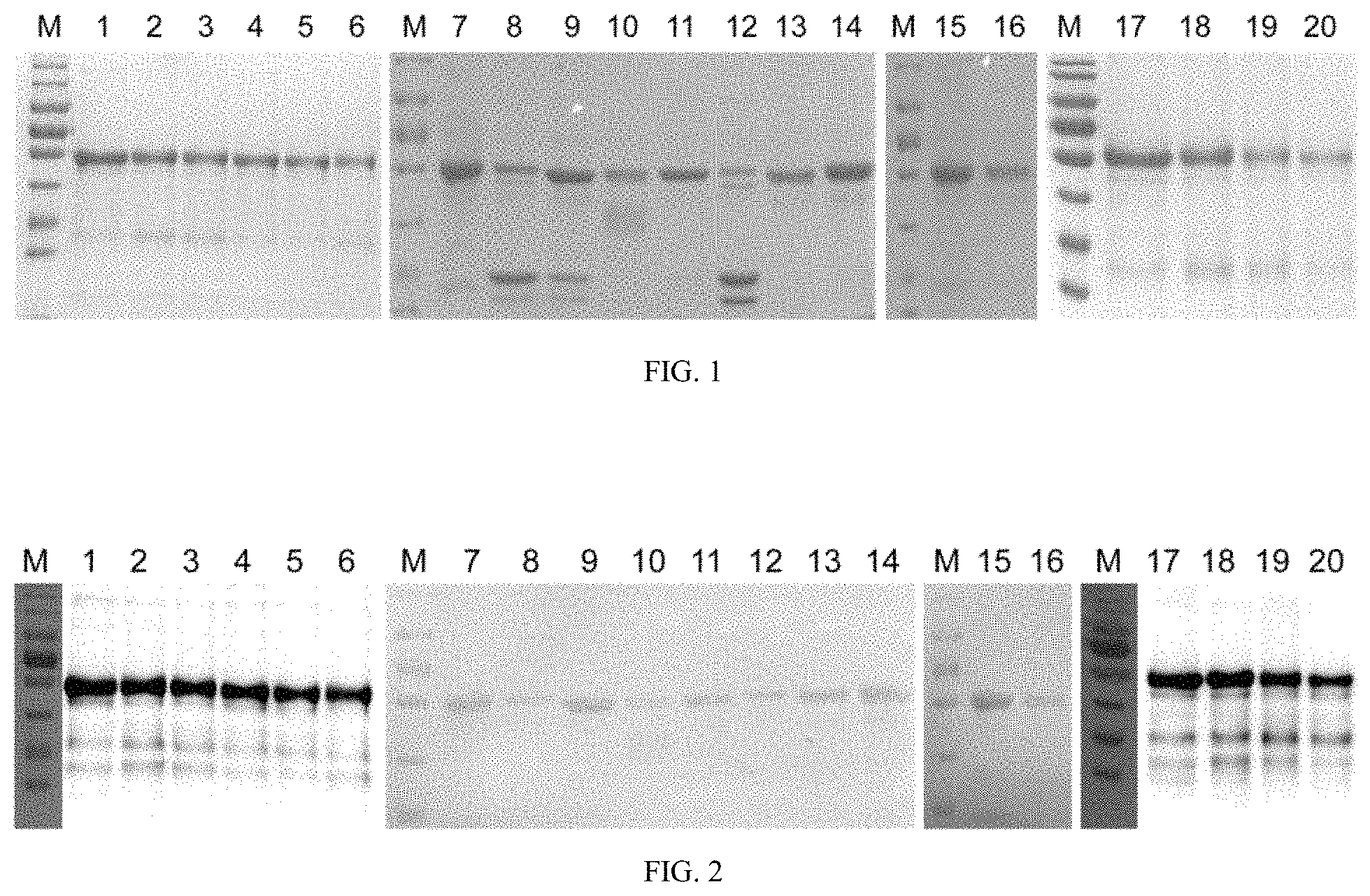 Patent US11771754 — Mutant of L1 protein of human papillomavirus type 18 — Figure 1
