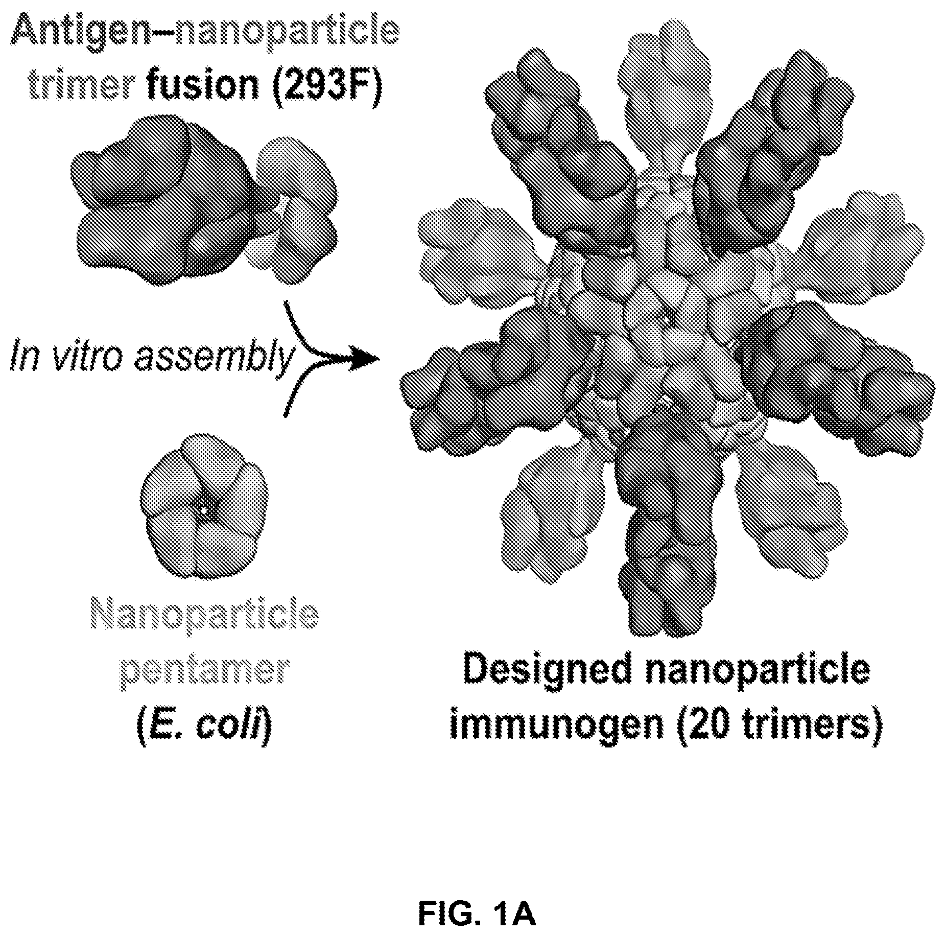 Patent US11771755 Figure 1 – Self-asssembling nanostructure vaccines