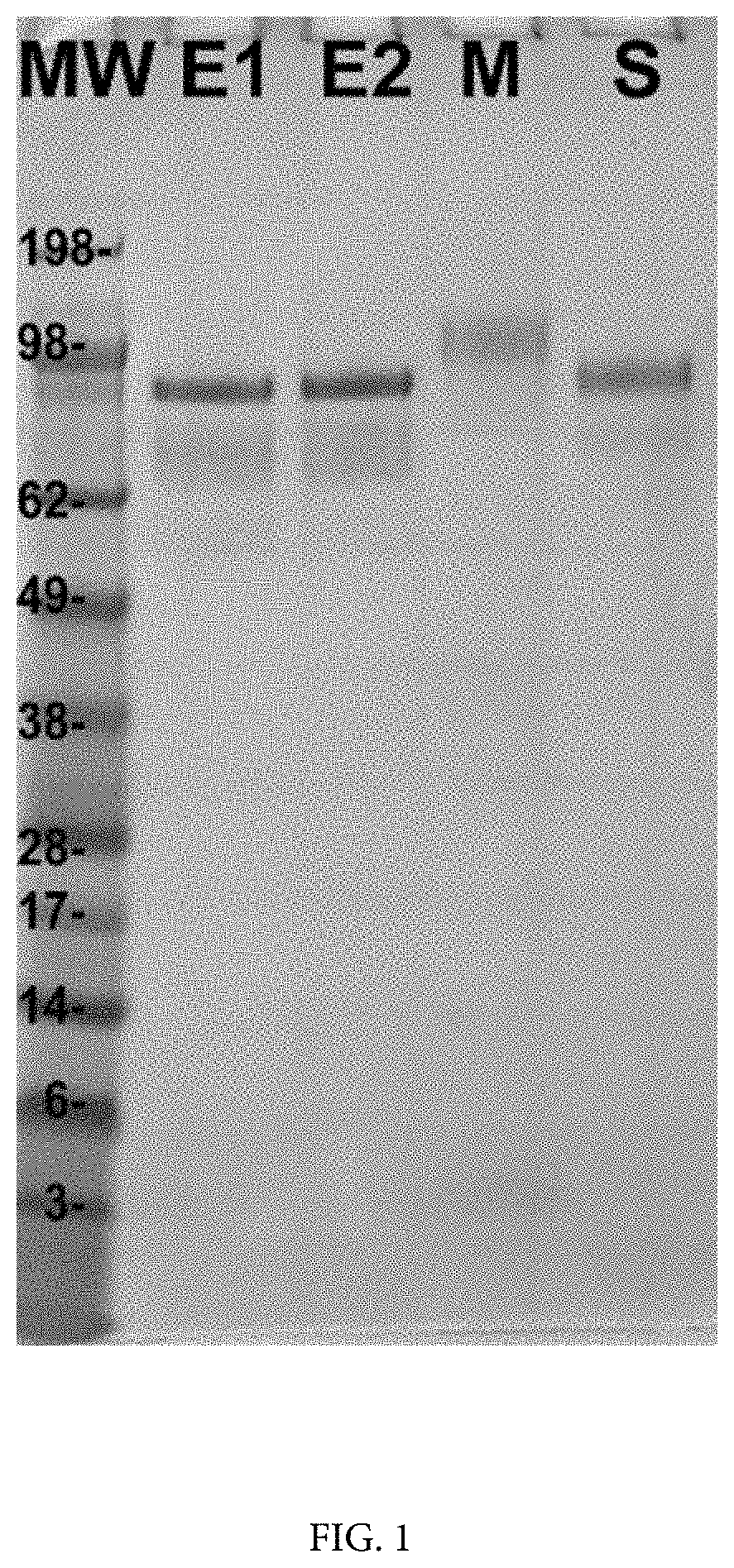 Patent US11771757 — Compositions and methods of manufacturing trivalent filovirus vaccines — Figure 1