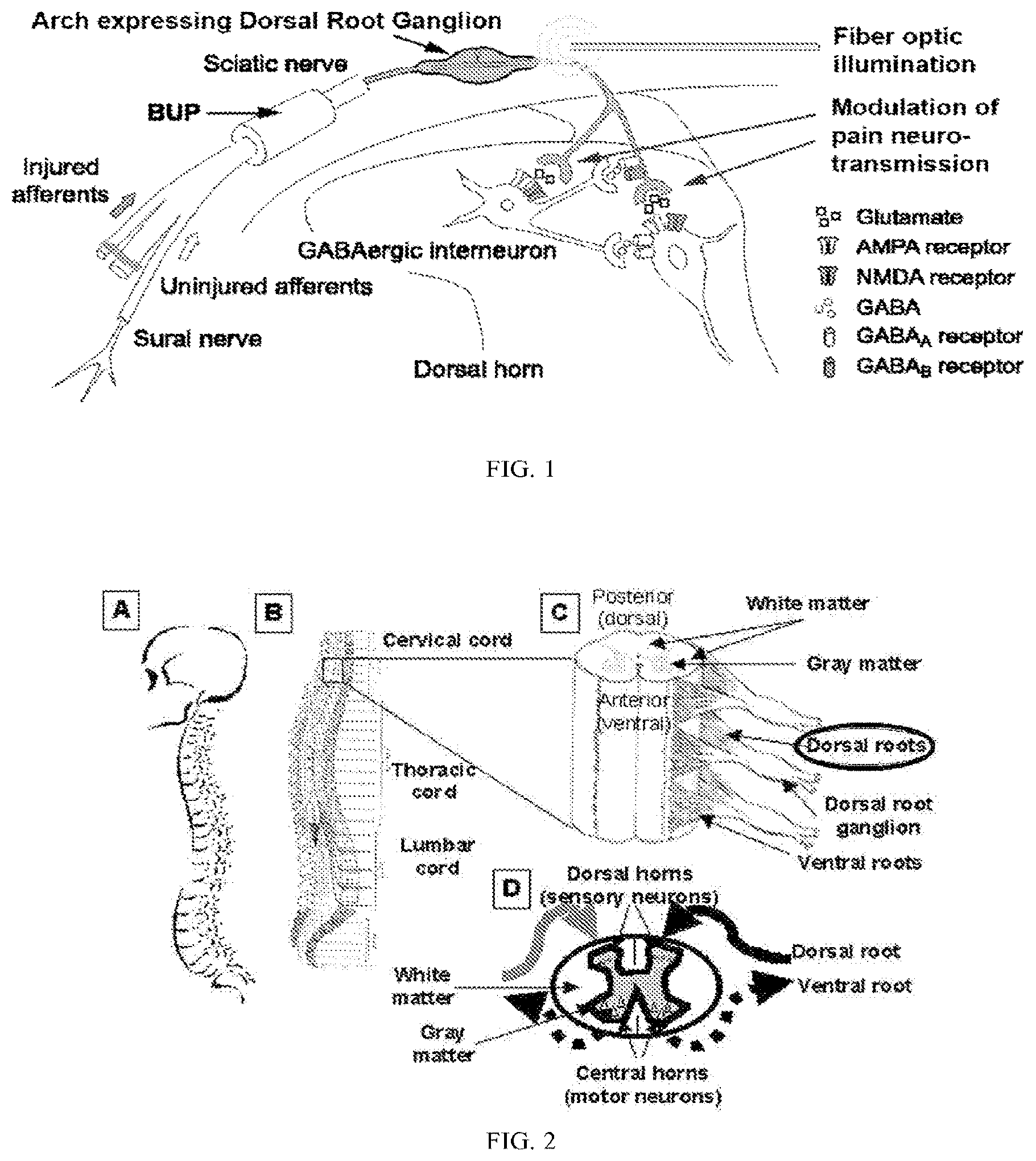 Patent US11771763 — Methods and compositions for decreasing chronic pain — Figure 1