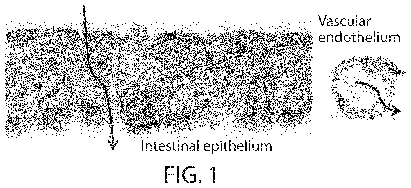 Patent US11771771 Figure 1 – Ceramide-like lipid-based delivery vehicles and uses thereof