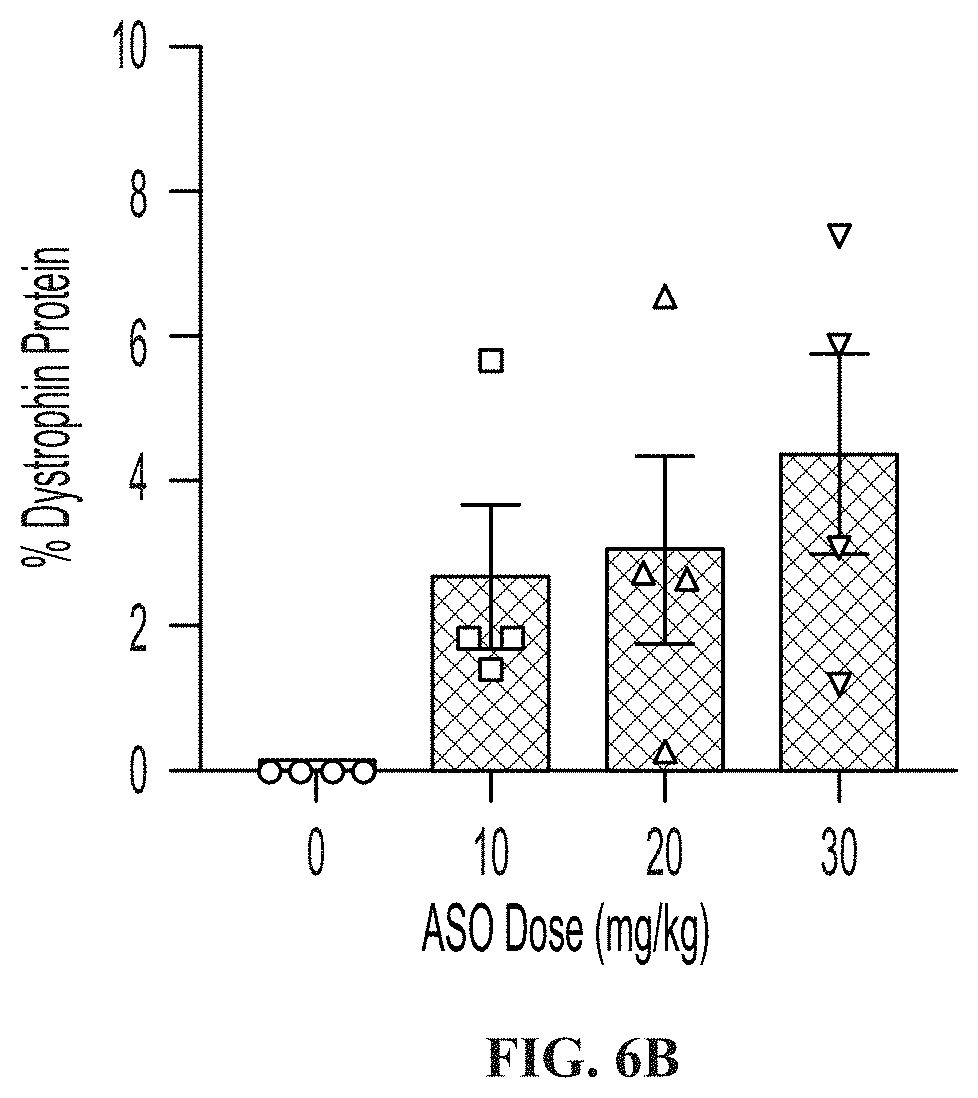 Patent US11771776 Figure 8 – Muscle targeting complexes and uses thereof for treating dystrophinopathies