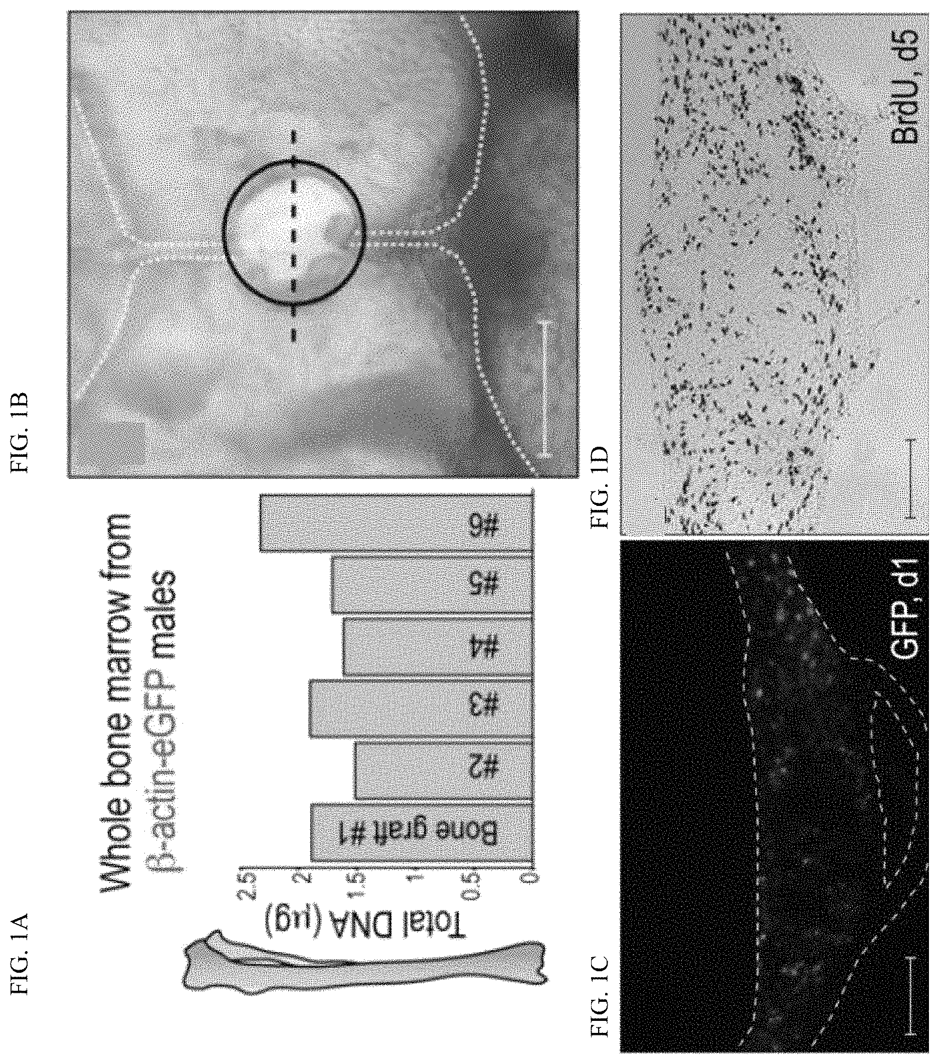 Patent US11771803 Figure 1 – Enhancement of osteogenic potential of bone grafts