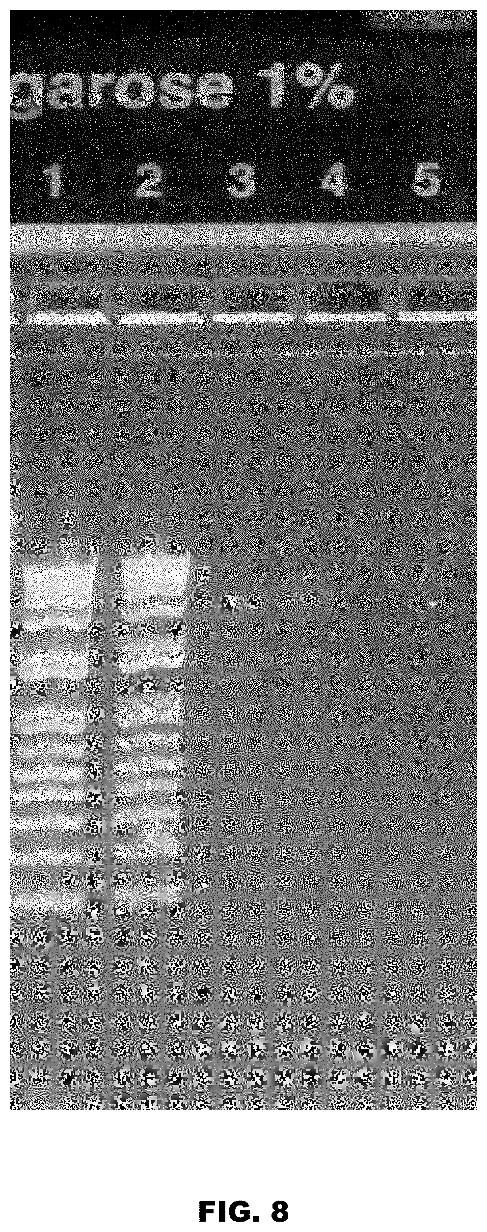 Patent US11771811 Figure 8 – Method and device for purification of blood from circulating cell free DNA