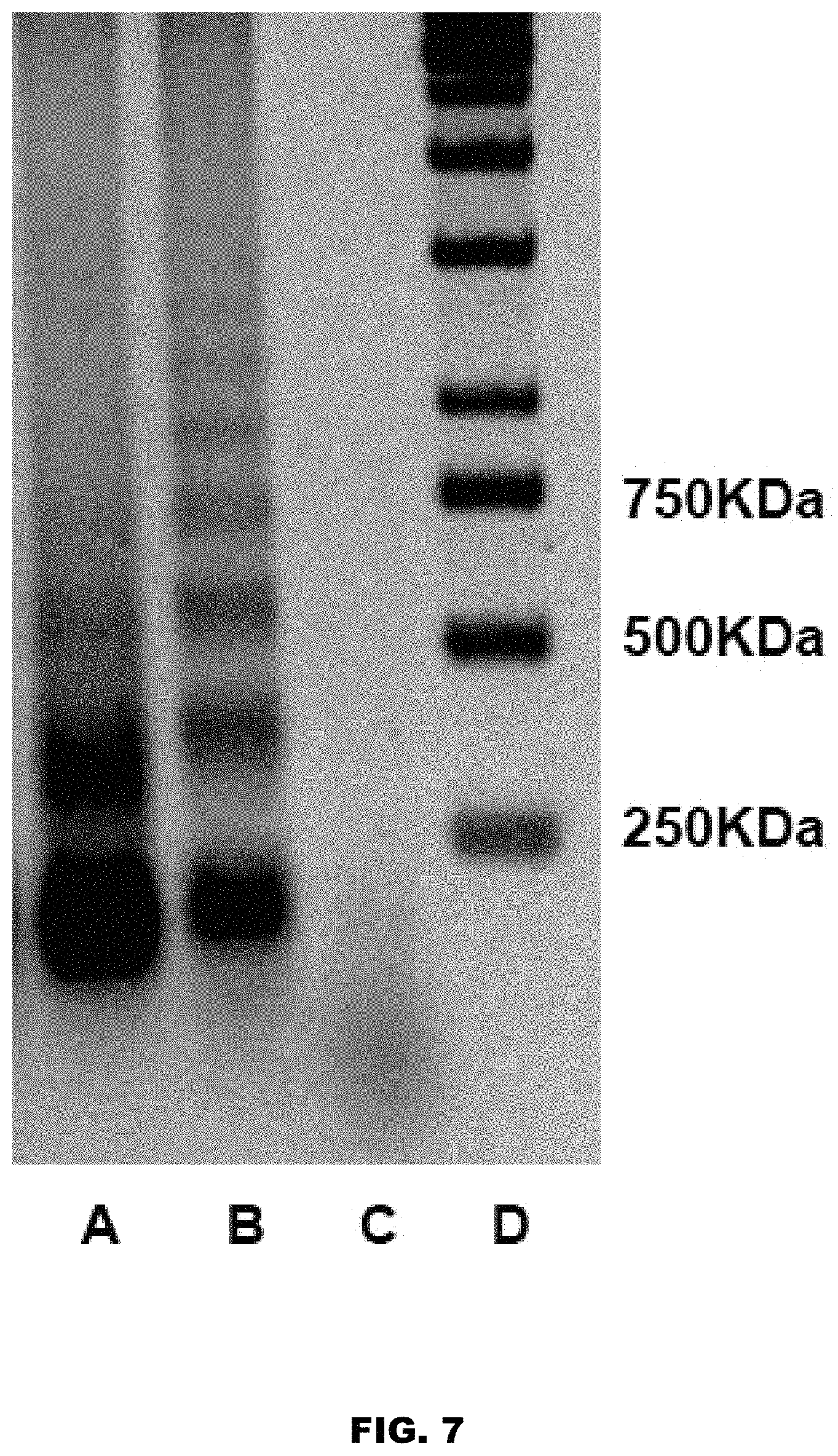 Patent US11771812 Figure 7 – Method and device for purification of blood from circulating cell free DNA