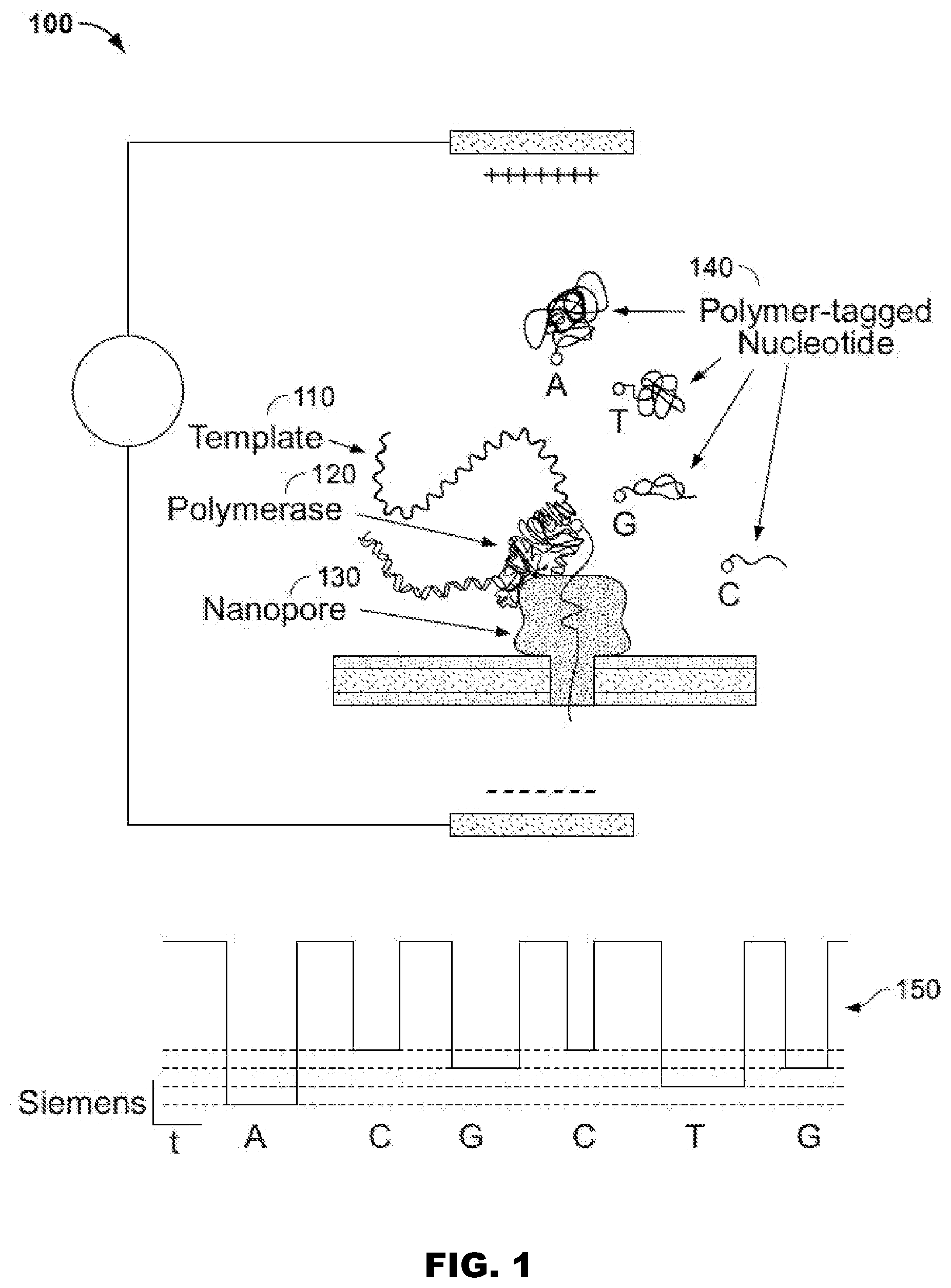 Patent US11773130 — 3′ protected nucleotides — Figure 1