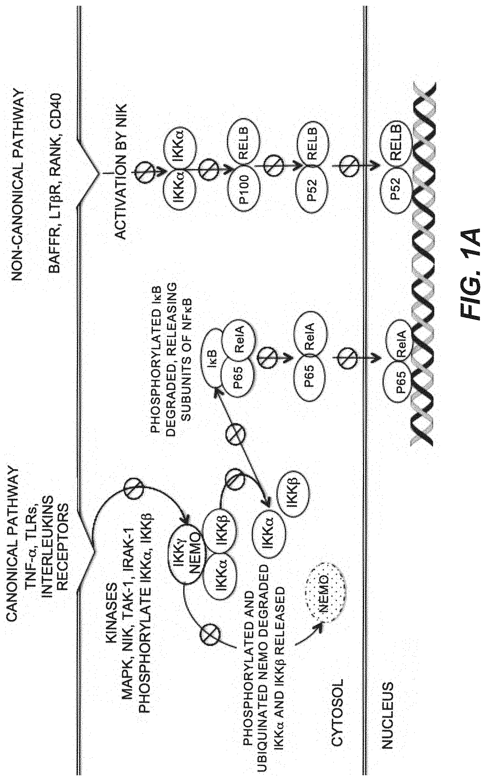 Patent US11773135 Figure 1 – Inhibitors of NF kappa-B activity for treatment of diseases and disorders