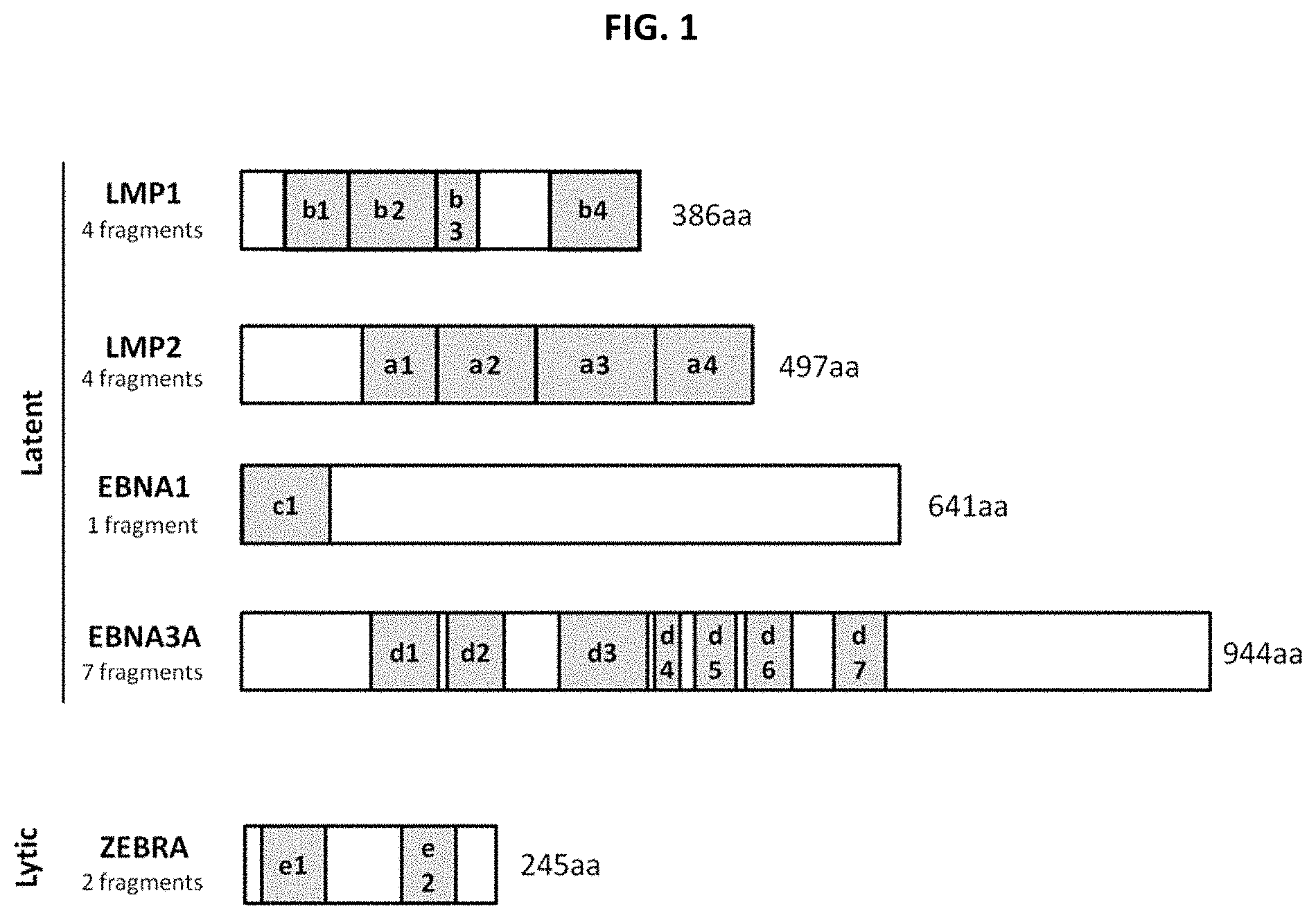 Patent US11773139 Figure 1 – Epstein-barr virus antigen constructs