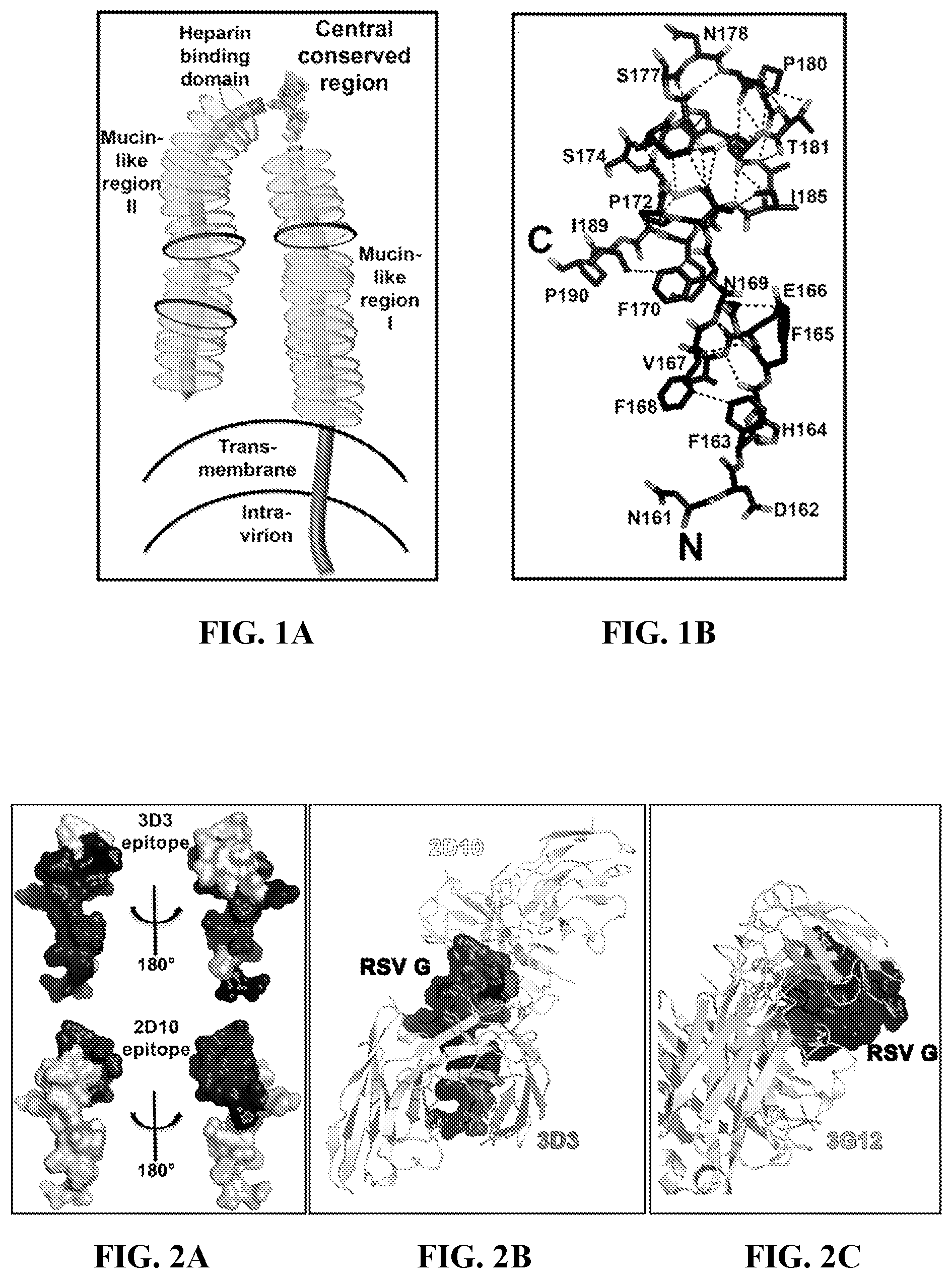 Patent US11773143 — Conformational epitopes in respiratory syncytial virus G protein central conserved region — Figure 1