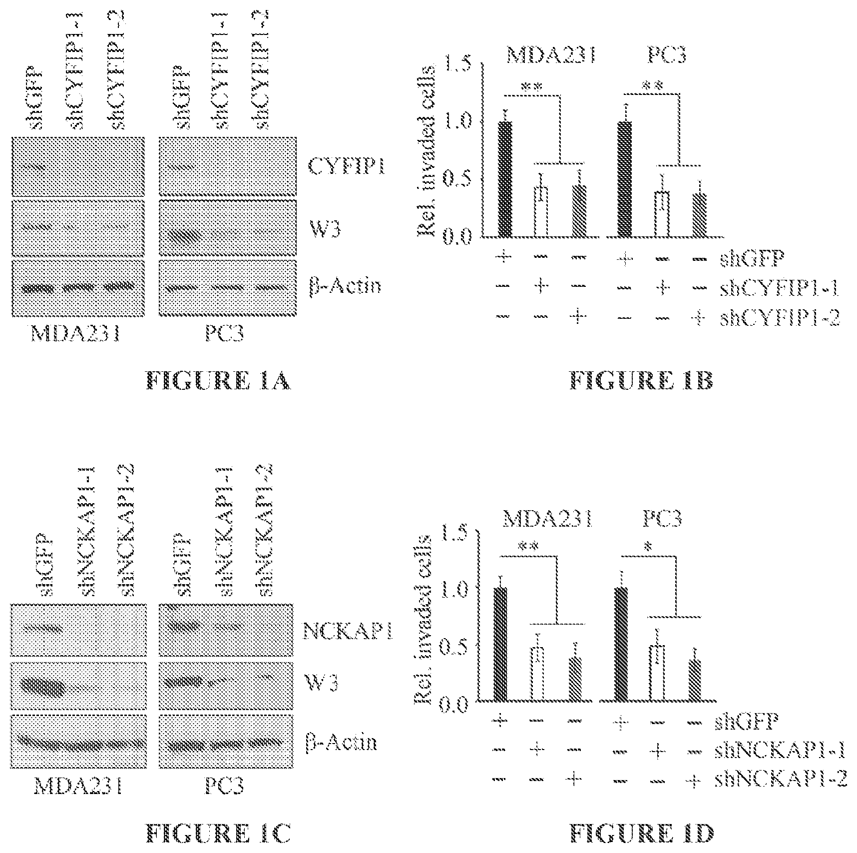 Patent US11773146 Figure 1 – Disruption of the WAVE3 protein complex for suppression of invasion and metastasis