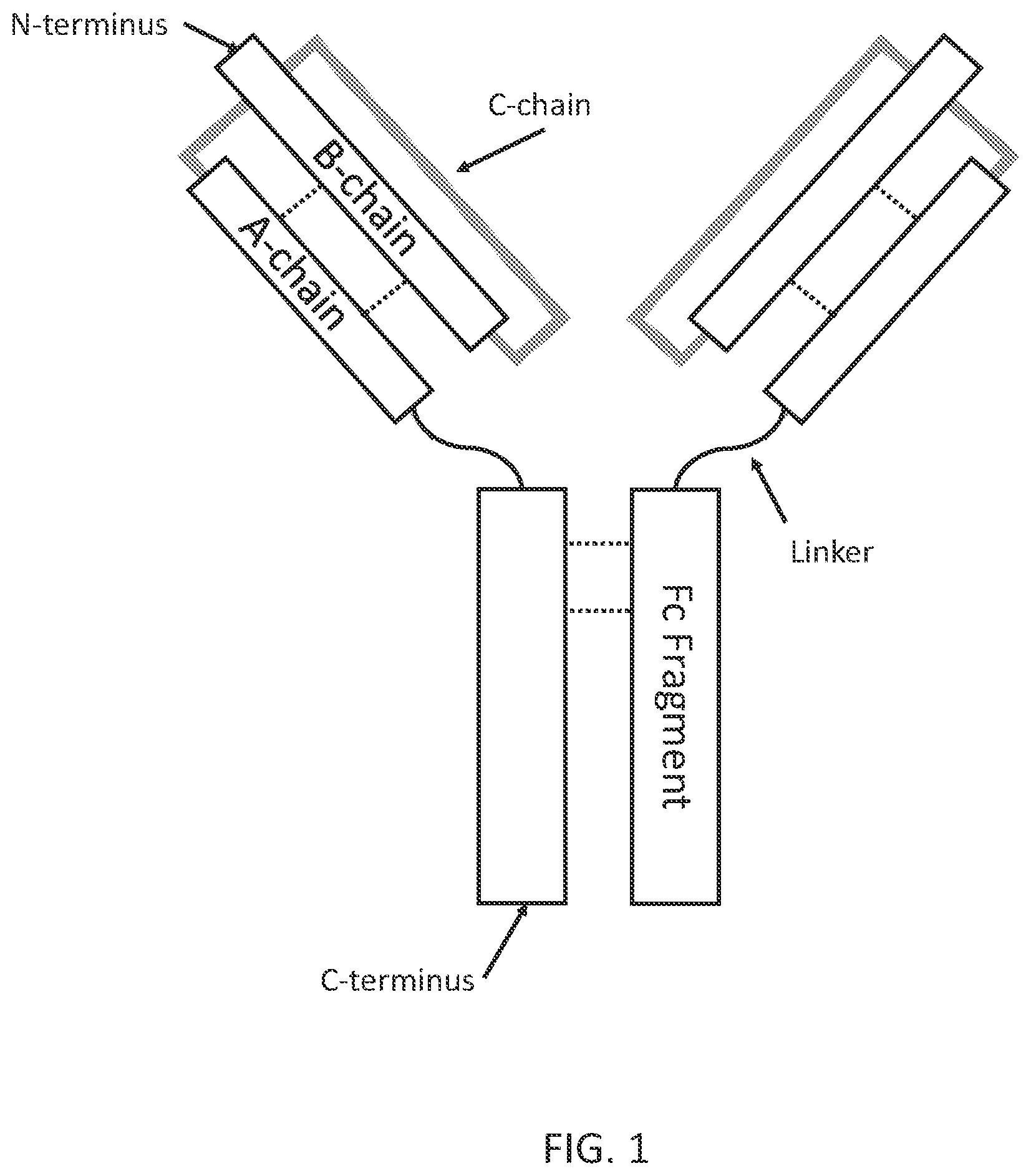 Patent US11773151 Figure 1 – Ultra-long acting insulin-Fc fusion proteins and methods of use