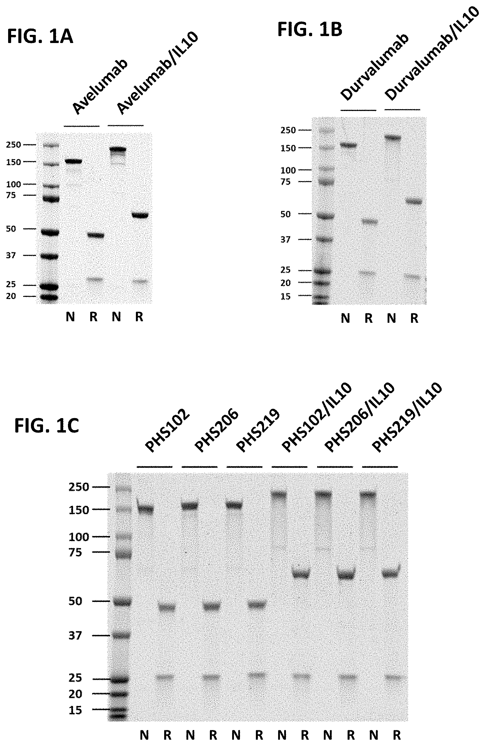 Patent US11773167 Figure 1 – Anti-PD-L1 antibodies and anti-PD-L1/IL10 fusion proteins
