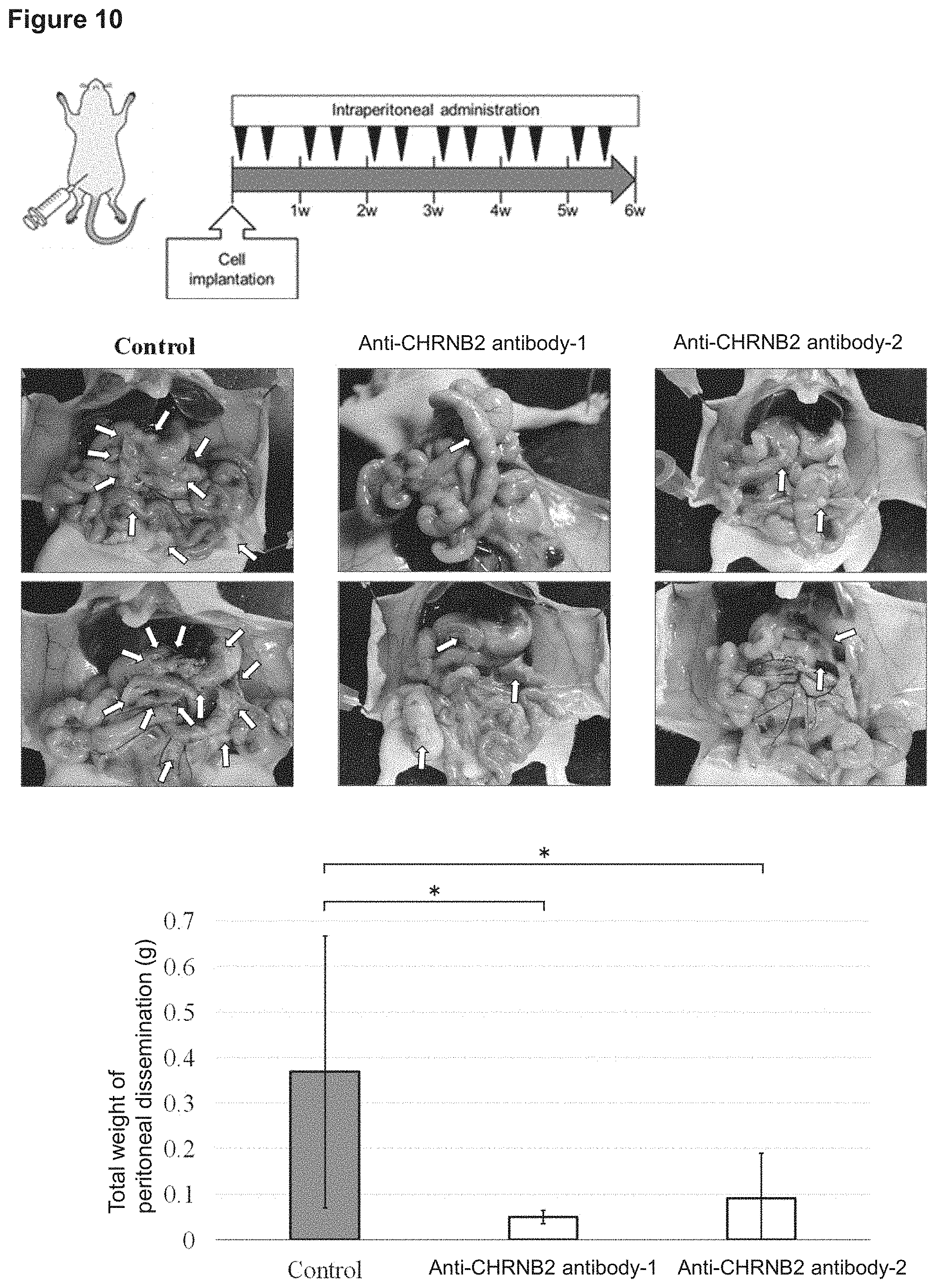 Patent US11773169 Figure 9 – Therapeutic agent targeted to receptor protein, test agent, antibody that binds to receptor protein, and screening method for molecularly targeted drugs