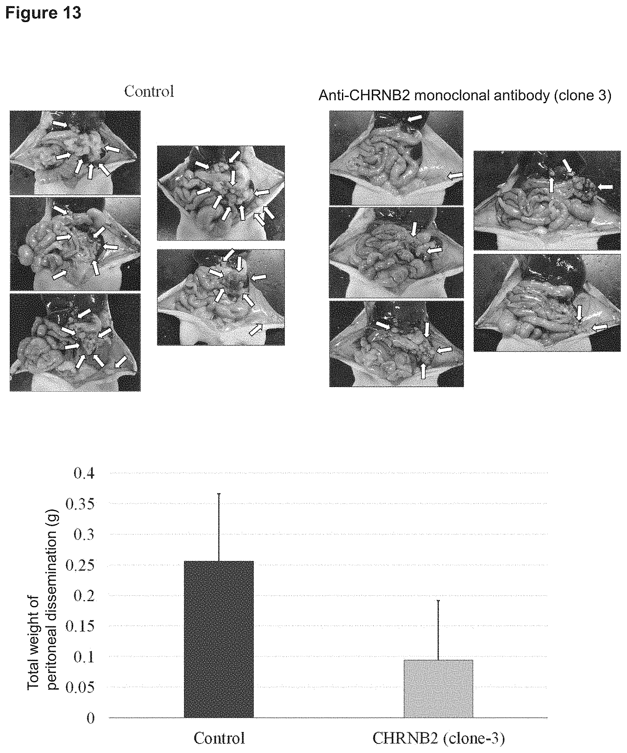 Patent US11773169 Figure 12 – Therapeutic agent targeted to receptor protein, test agent, antibody that binds to receptor protein, and screening method for molecularly targeted drugs