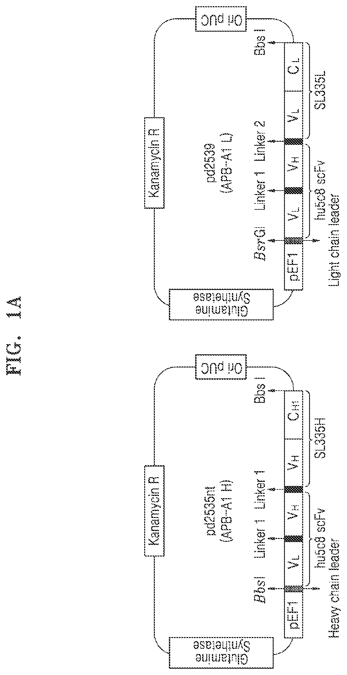 Patent US11773176 — Multispecific antibodies, compositions comprising the same, and vectors and uses thereof — Figure 1