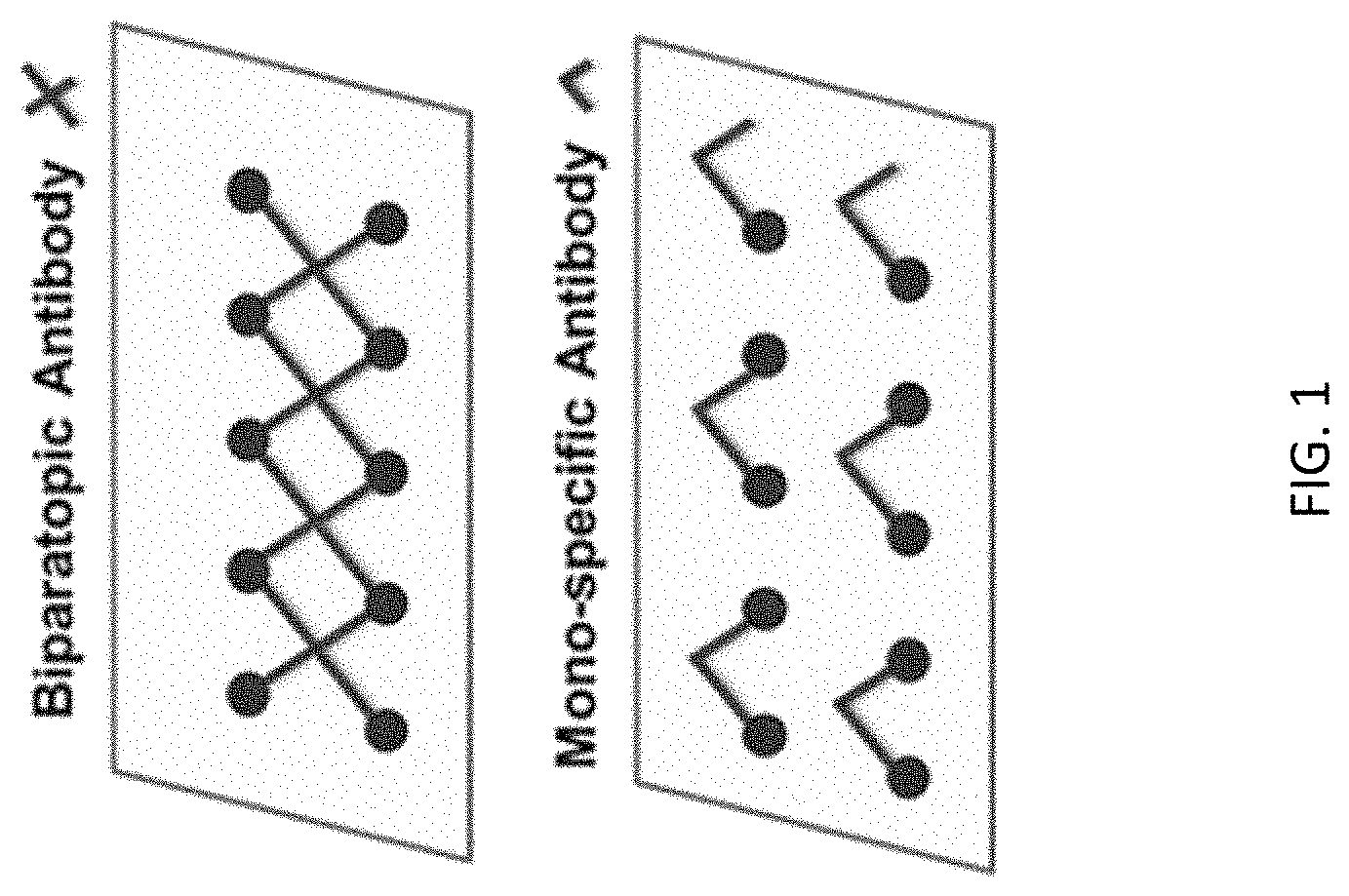 Patent US11773179 — Antibody molecules to C5aR1 and uses thereof — Figure 1