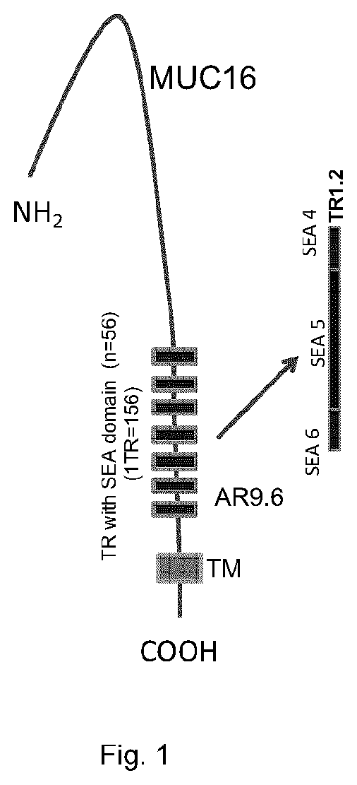 Patent US11773183 — MUC16 monoclonal antibody and uses thereof — Figure 1