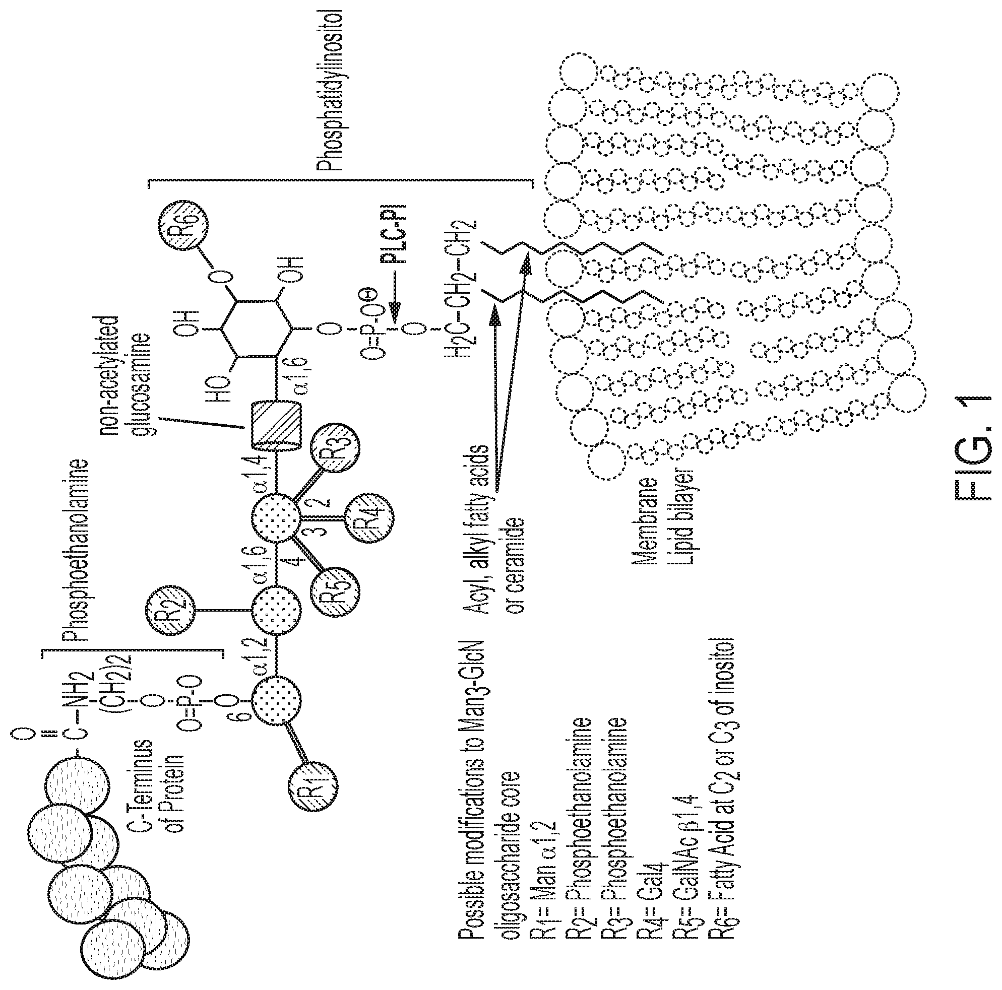 Patent US11773187 — Enhanced immunogenicity for GPI-anchored antigens — Figure 1