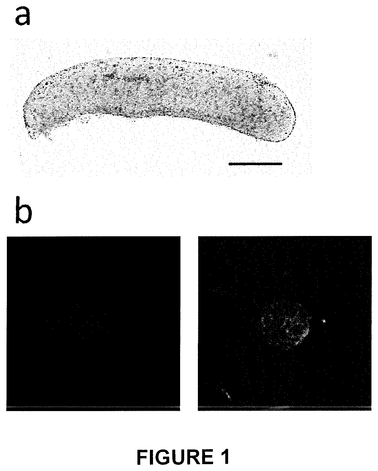 Patent US11773368 — Culture method for differentiating primordial germ cells into functionally mature oocytes — Figure 1