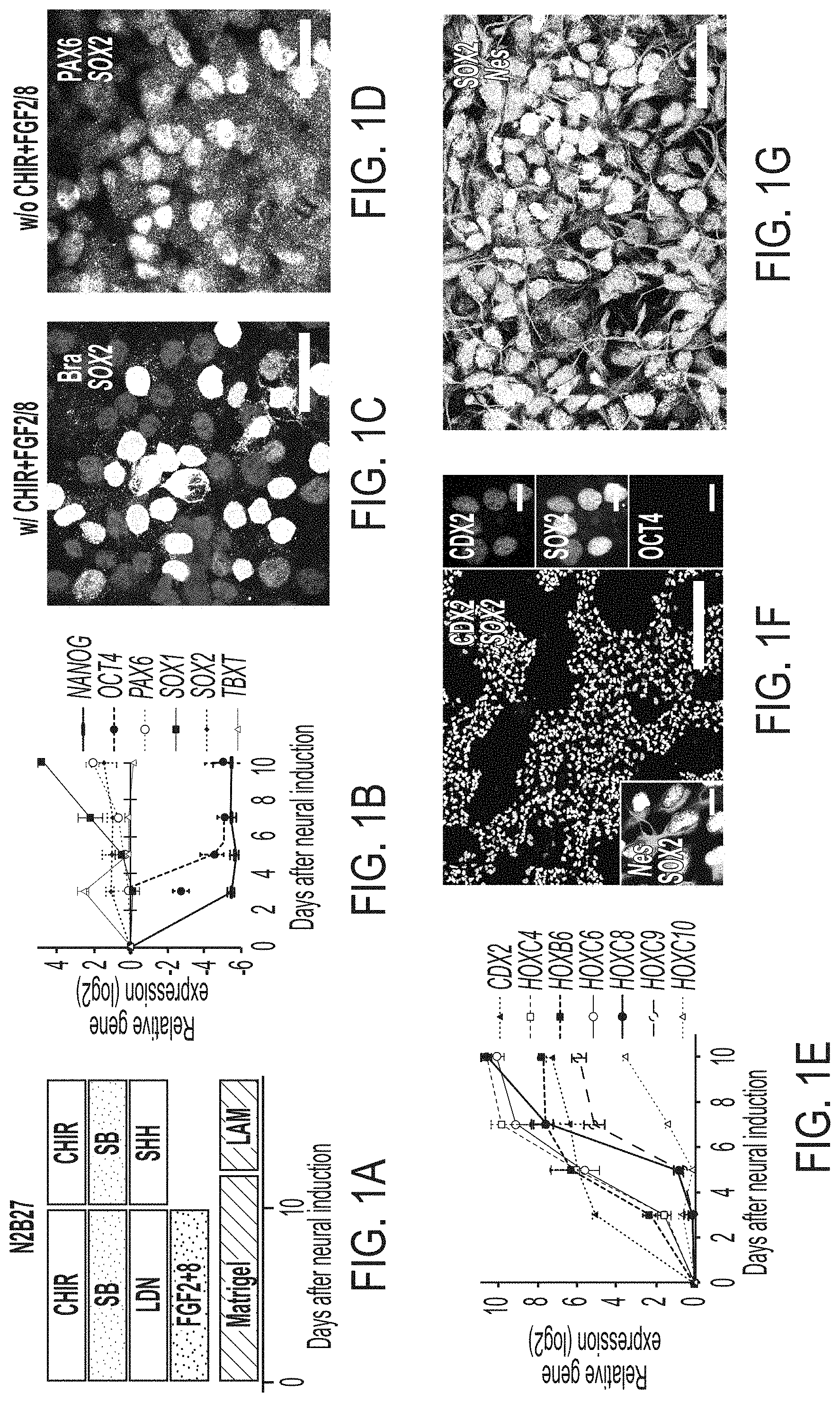 Patent US11773369 — Generation of human spinal cord neural stem cells — Figure 1