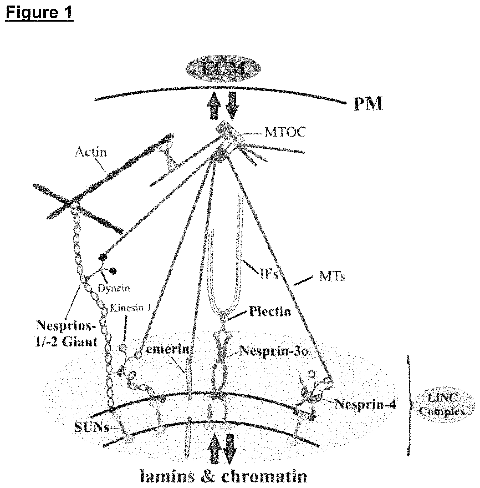 Patent US11773371 — Skin tissue — Figure 1