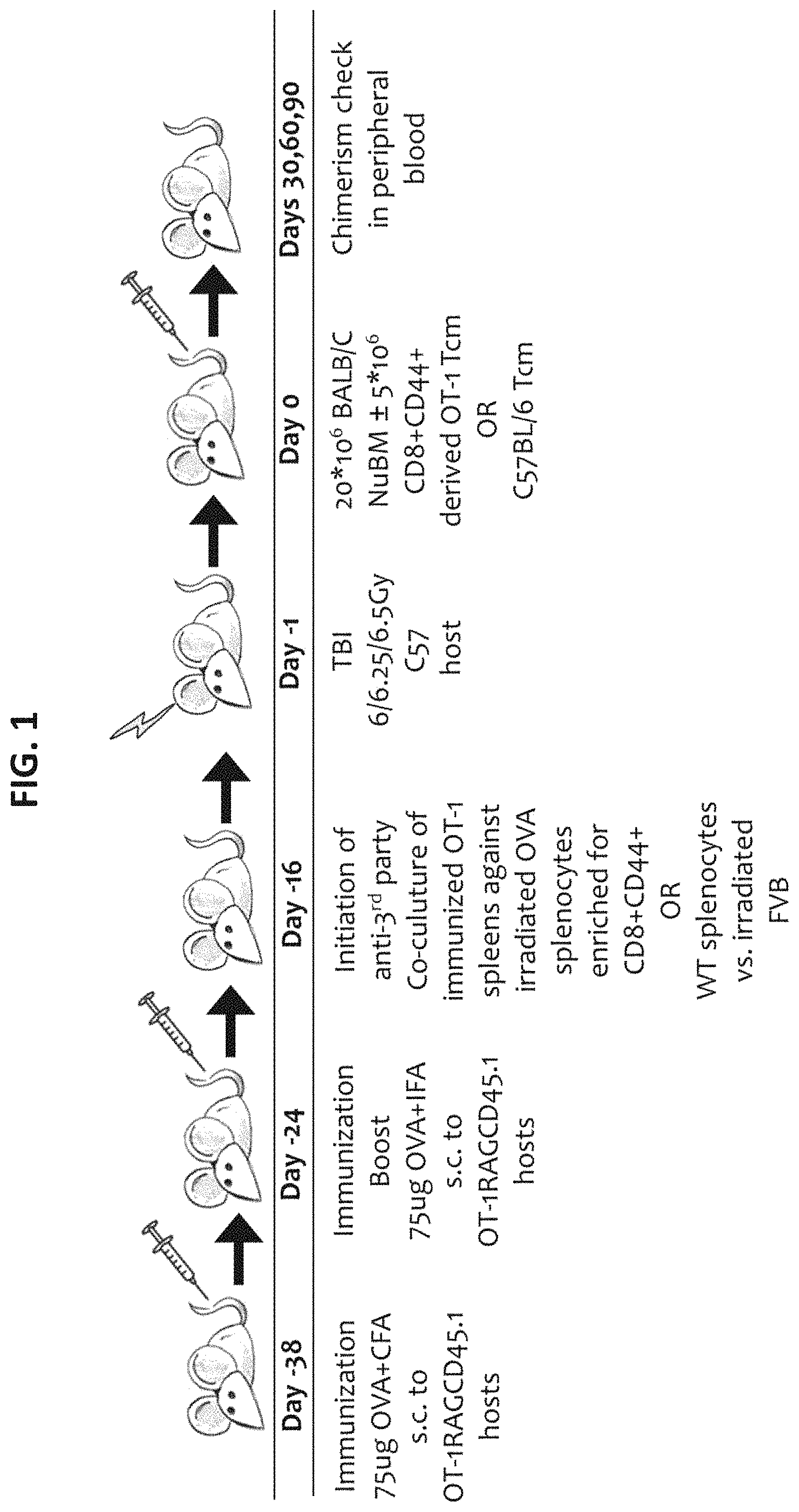 Patent US11773372 — Veto cells generated from memory T cells — Figure 1