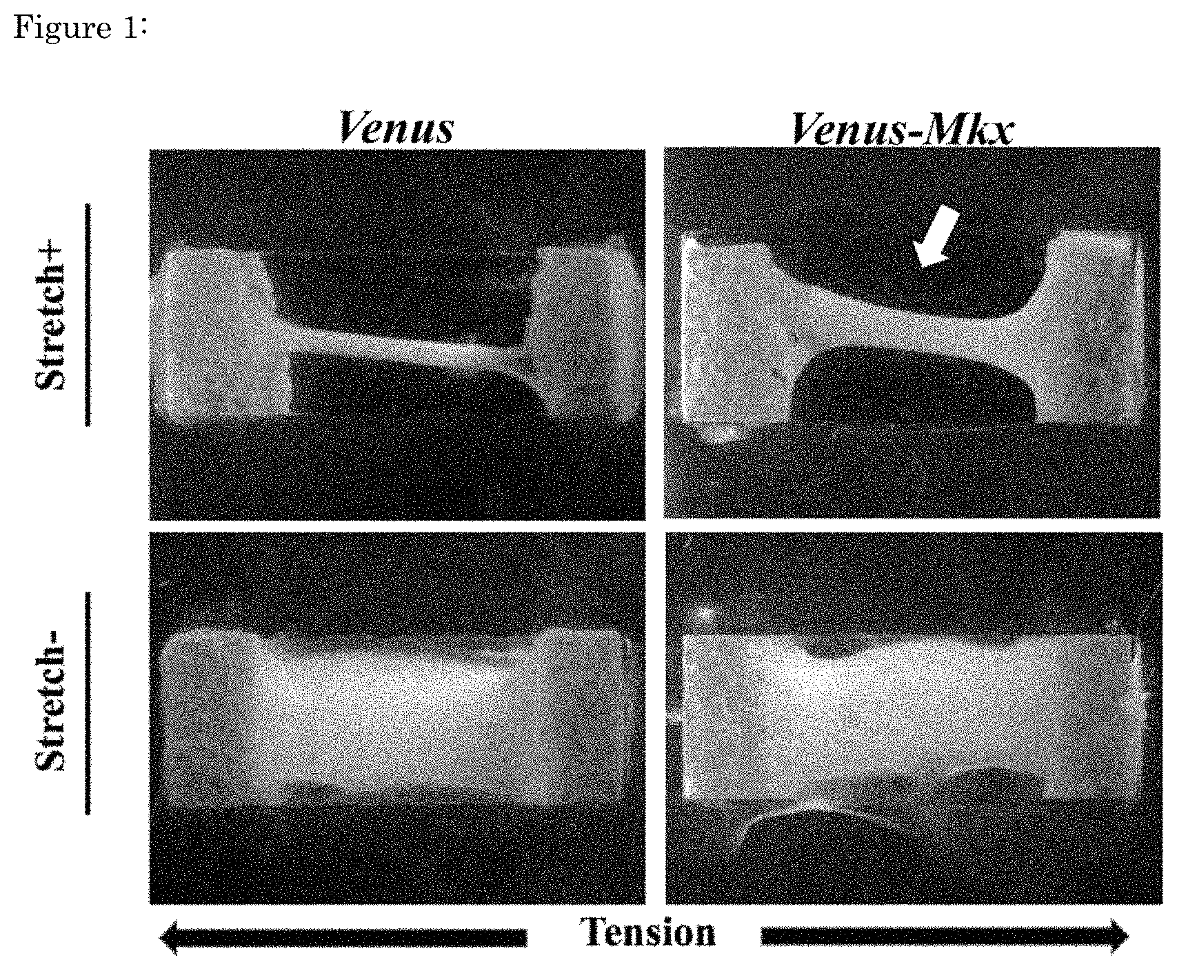 Patent US11773376 — Artificial tendon or ligament tissue produced using three-dimensional mechanosignaling cell culture system — Figure 1