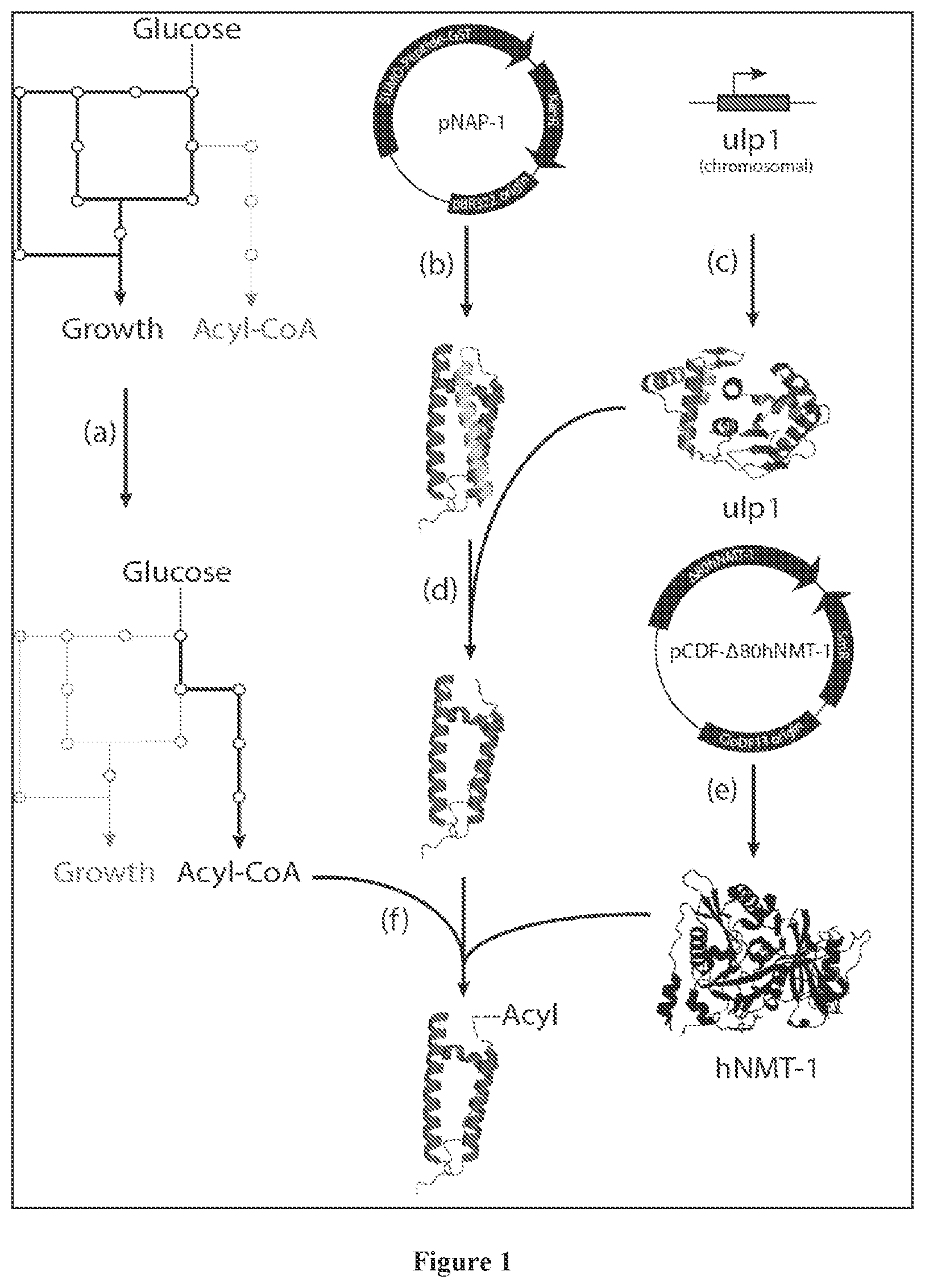 Patent US11773378 — In vivo protein N-acylation — Figure 1