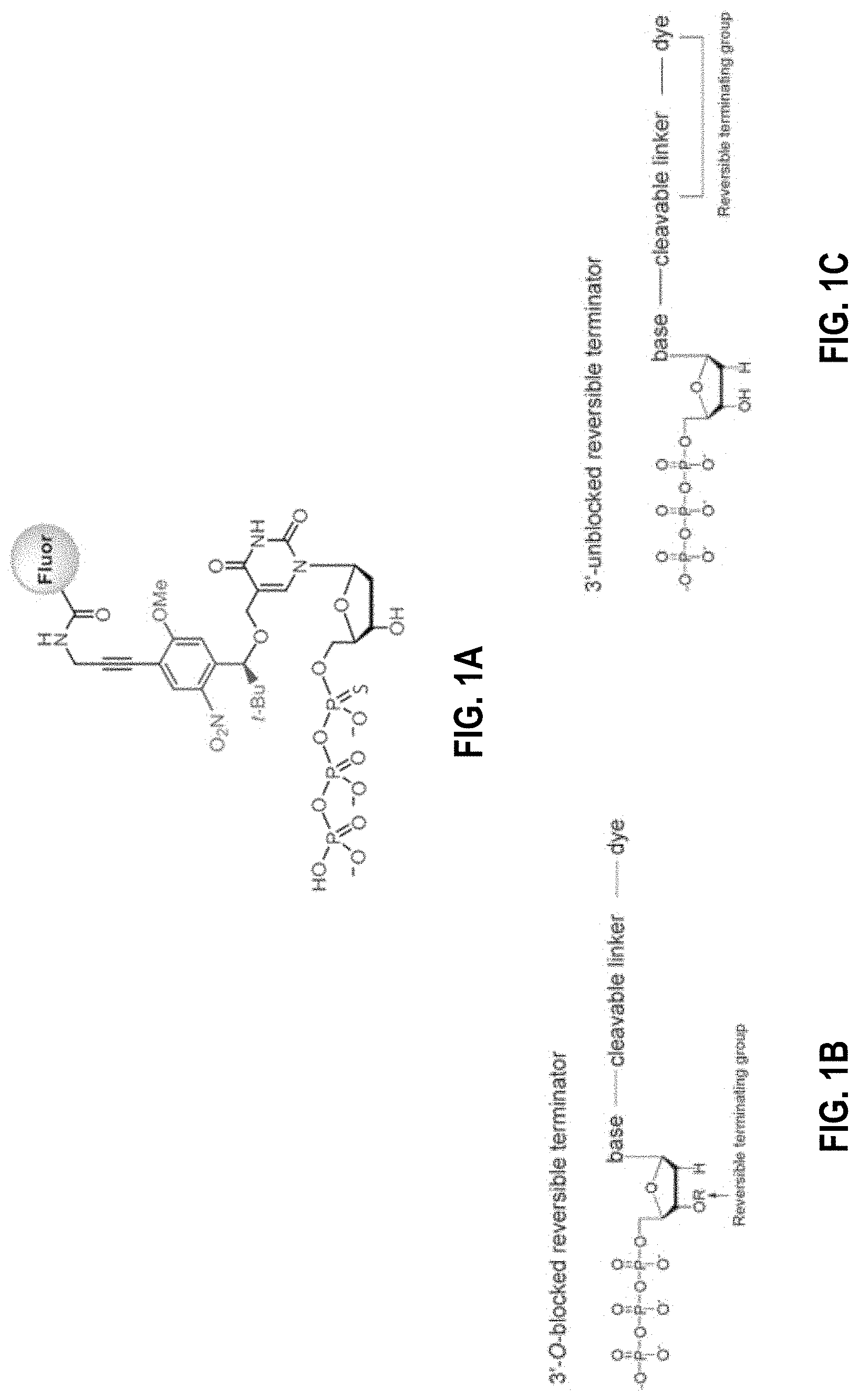 Patent US11773380 — Polymerase mutants and use with 3′-OH unblocked reversible terminators — Figure 1